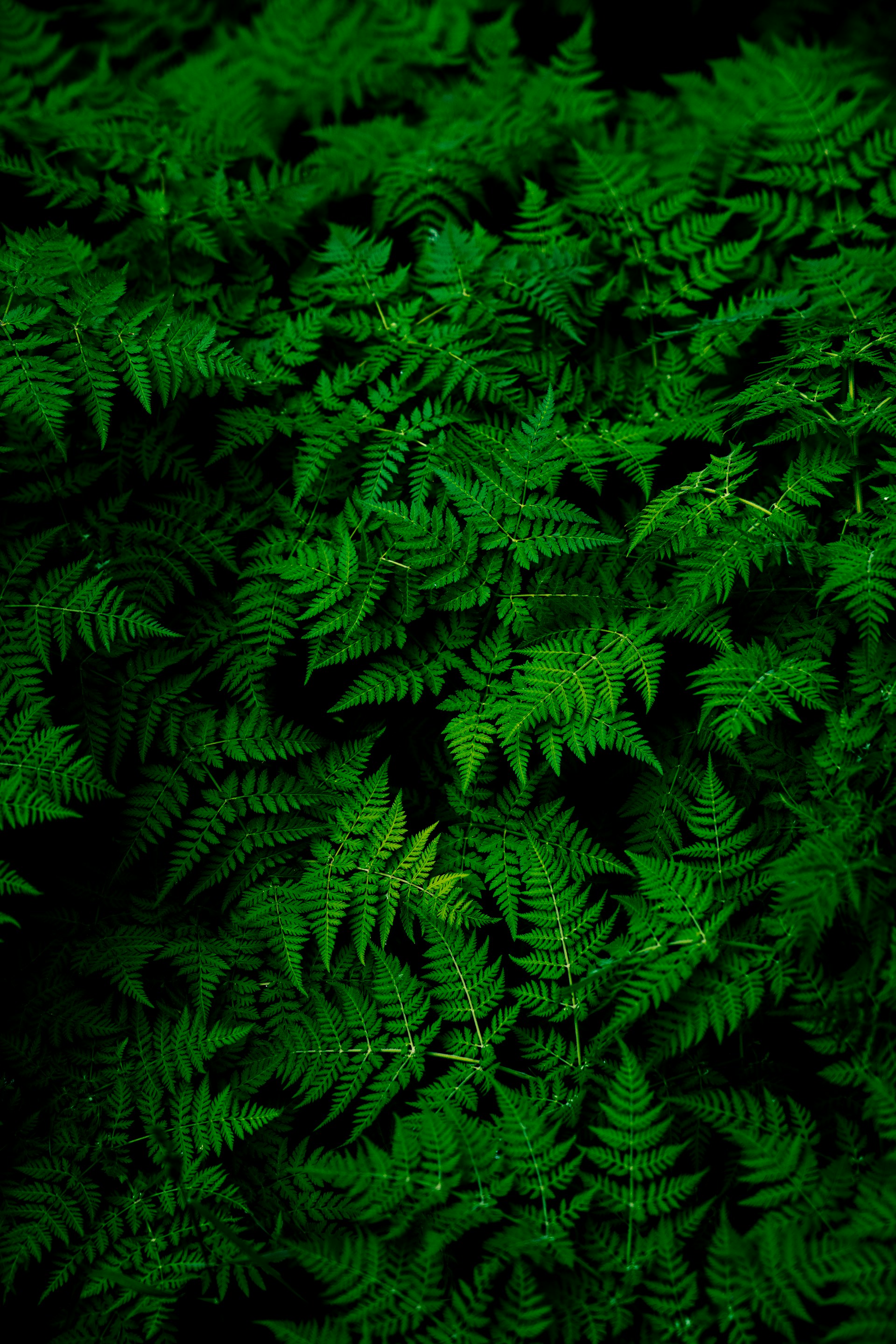 Wallpaper Green Leaves Pattern 1920x2879