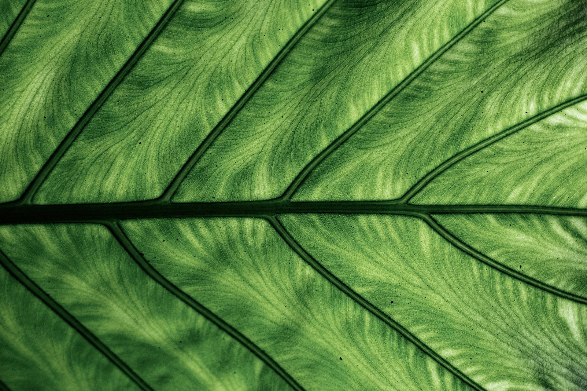 Wallpaper Leaf Pattern 1920x1280