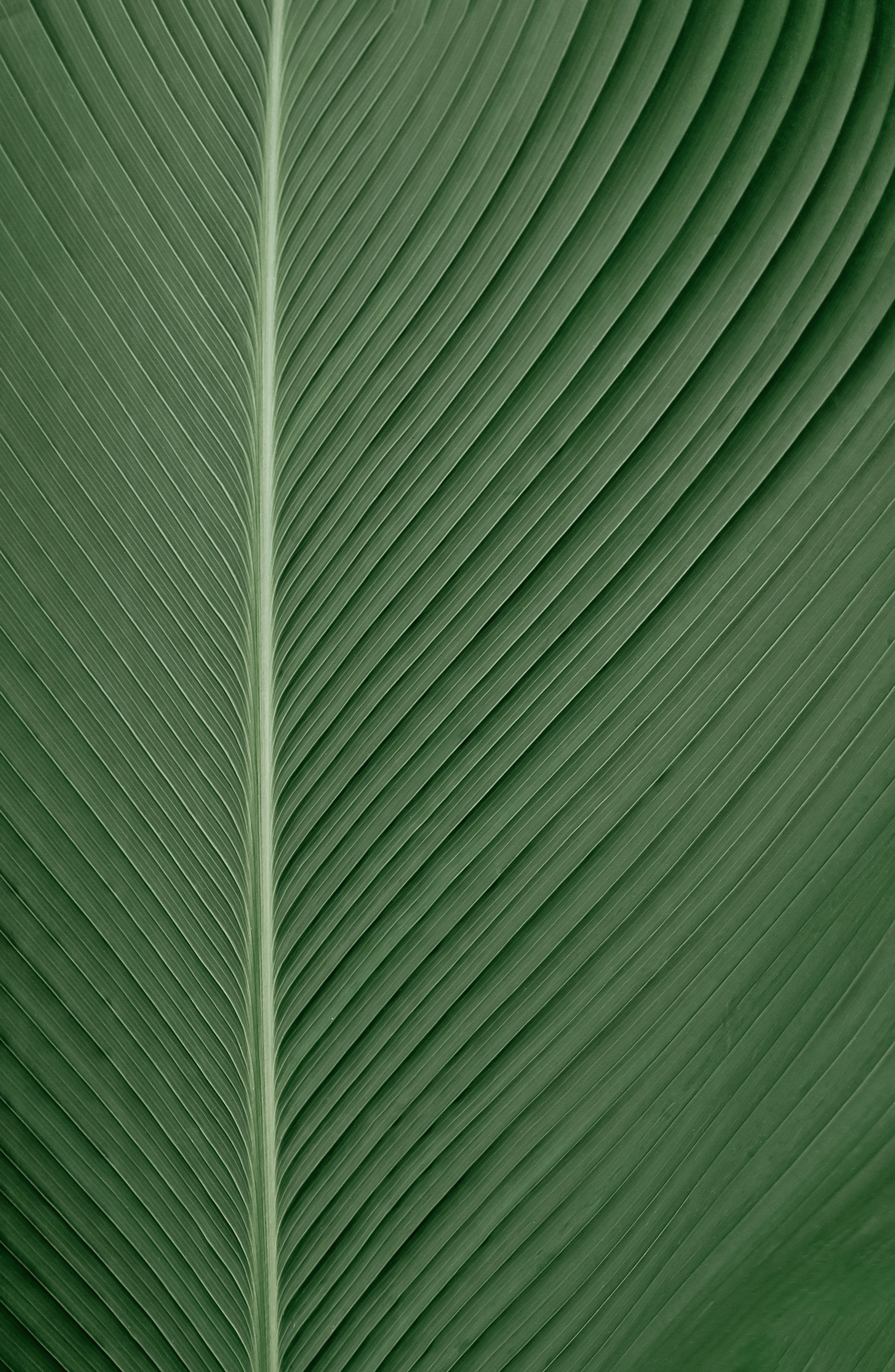 Wallpaper Palm Leaves Pattern 1920x2943