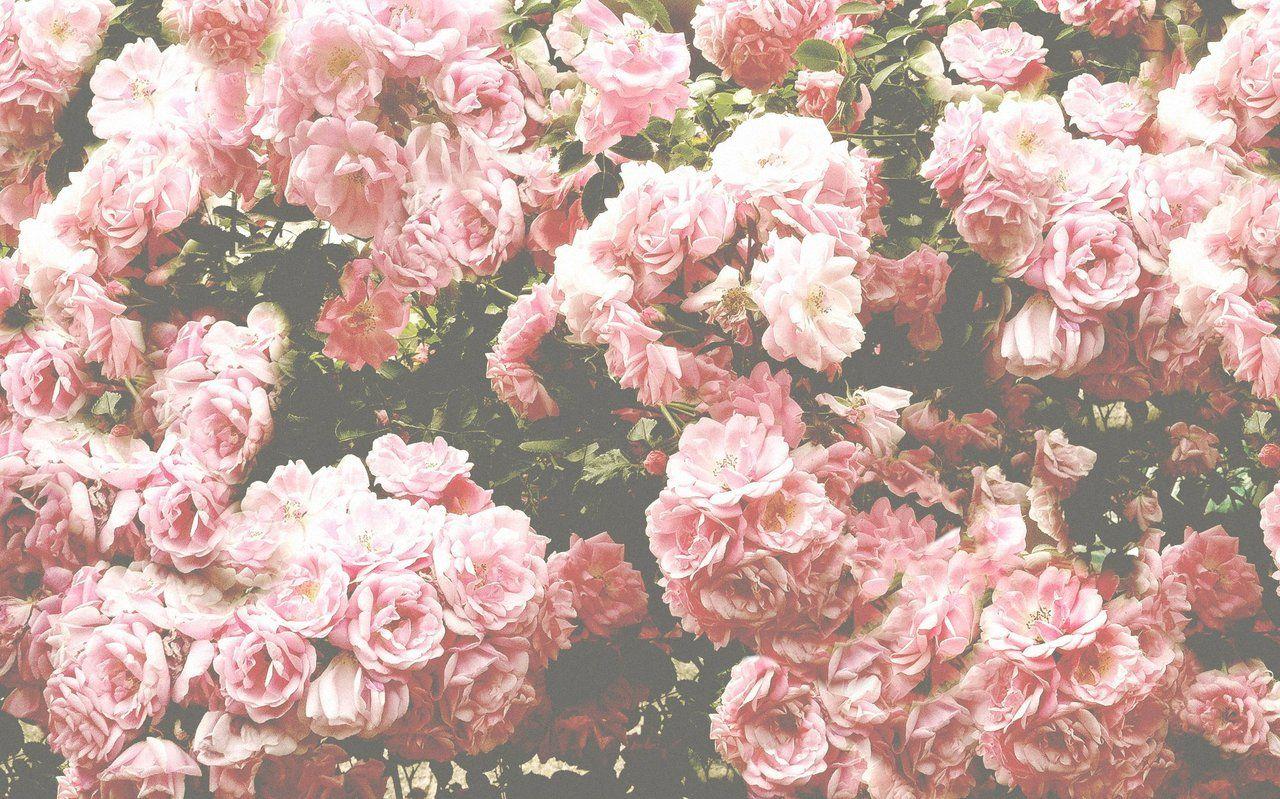 Pink Flower Vintage Wallpaper 1280x799