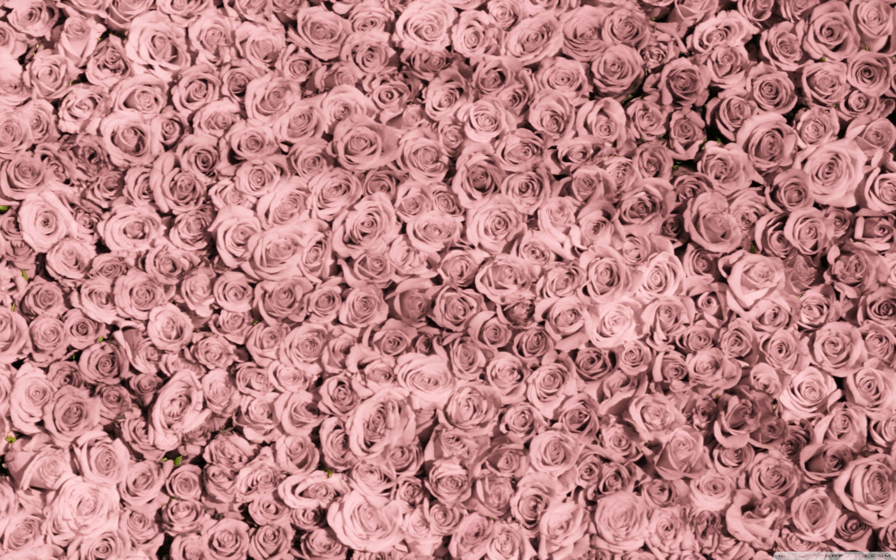 Pink Rose Vintage Wallpaper 2880x1800