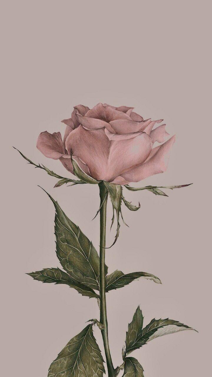 Vintage Pink Rose Wallpaper 720x1280