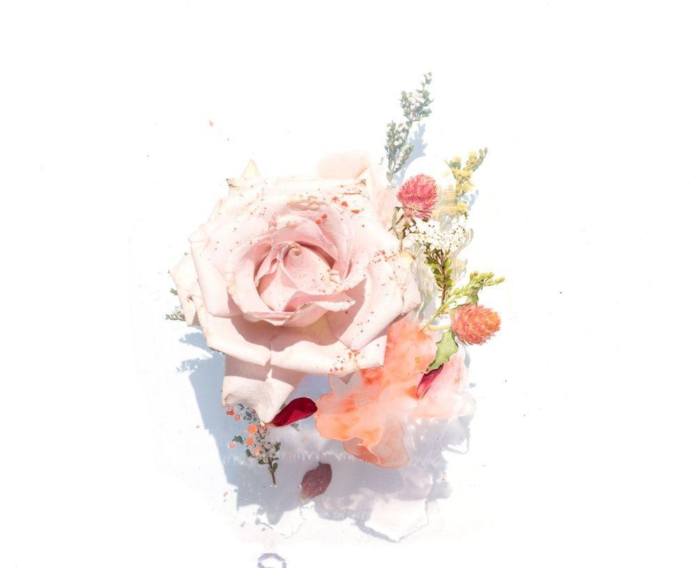 Vintage Style Pink Roses Wallpaper 1000x816