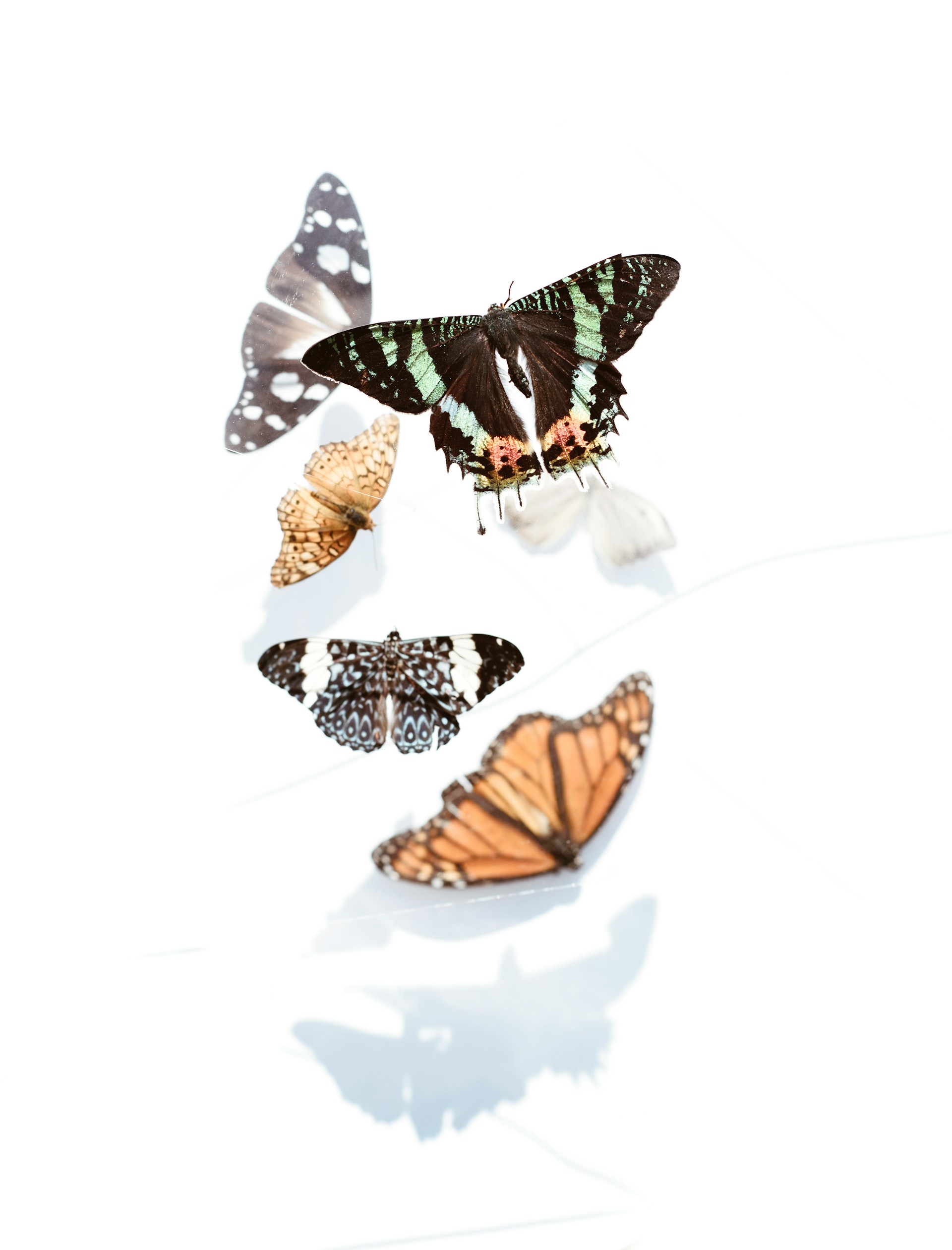 Black and White Wallpaper With Coloured Butterflies 1920x2521