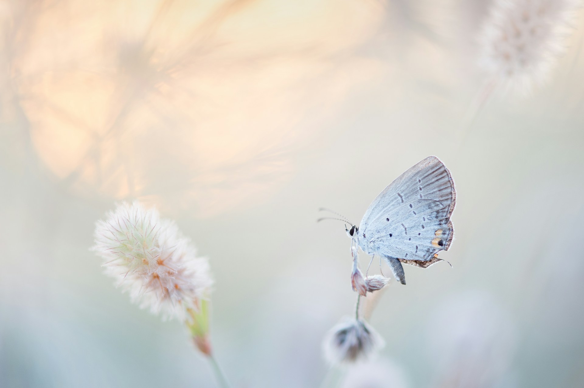White Background With Butterflies 1920x1278