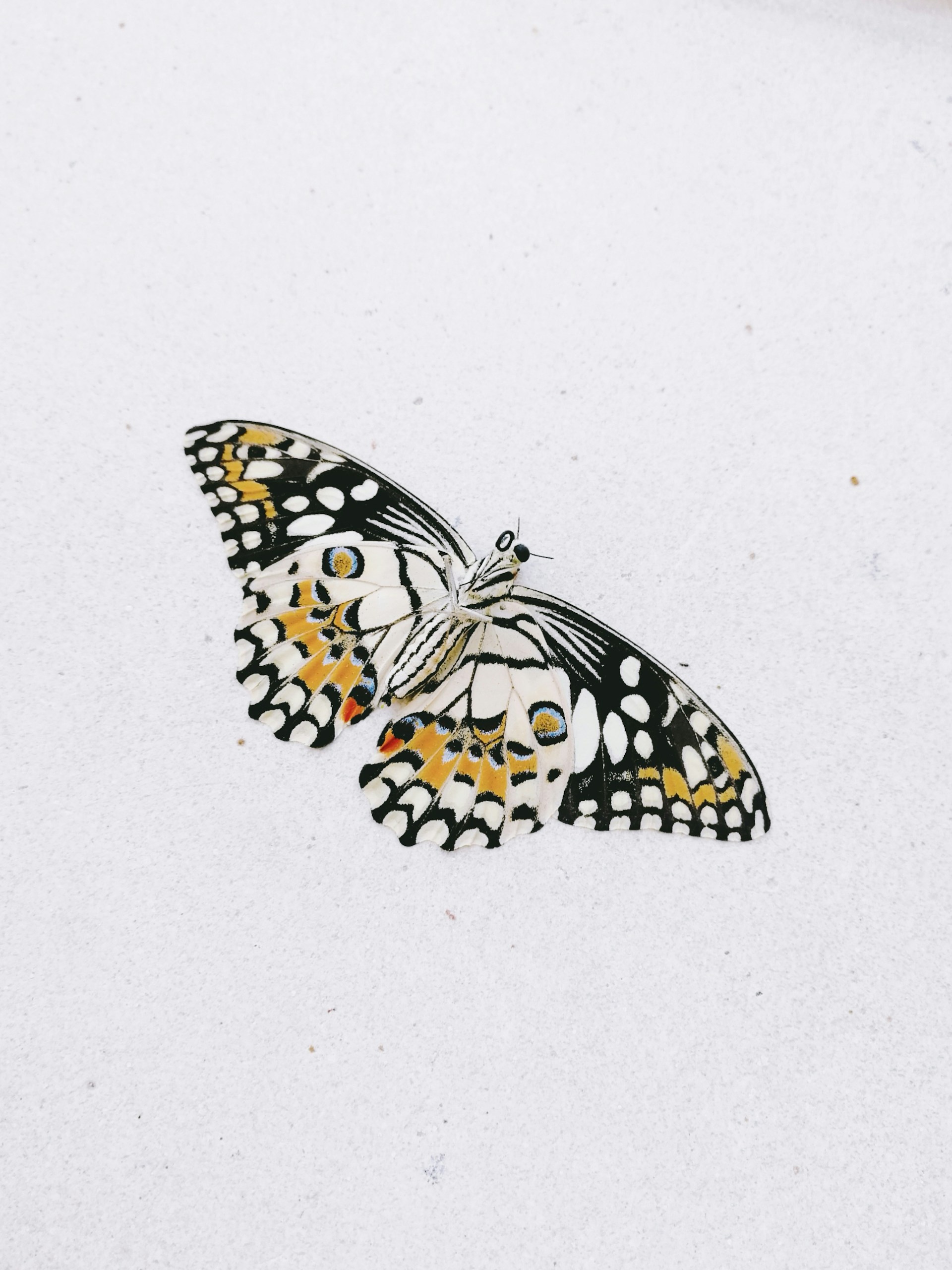 White Wallpaper With Butterflies 1920x2560