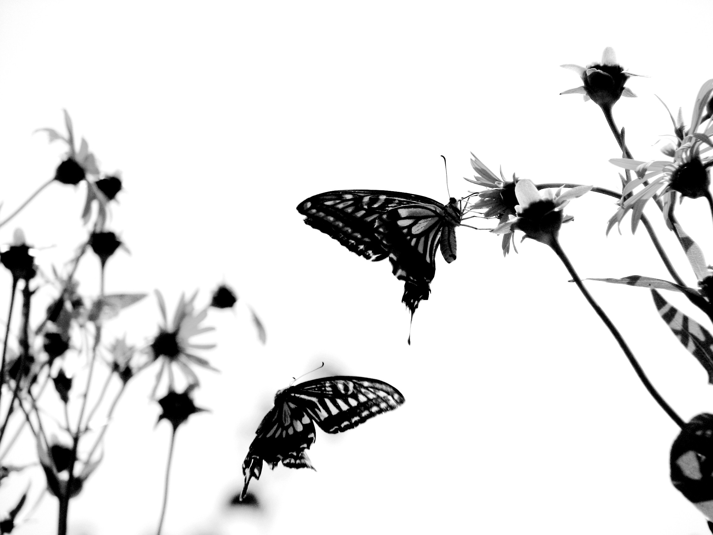 White Wallpaper With Butterflies 4k Free 2272x1704