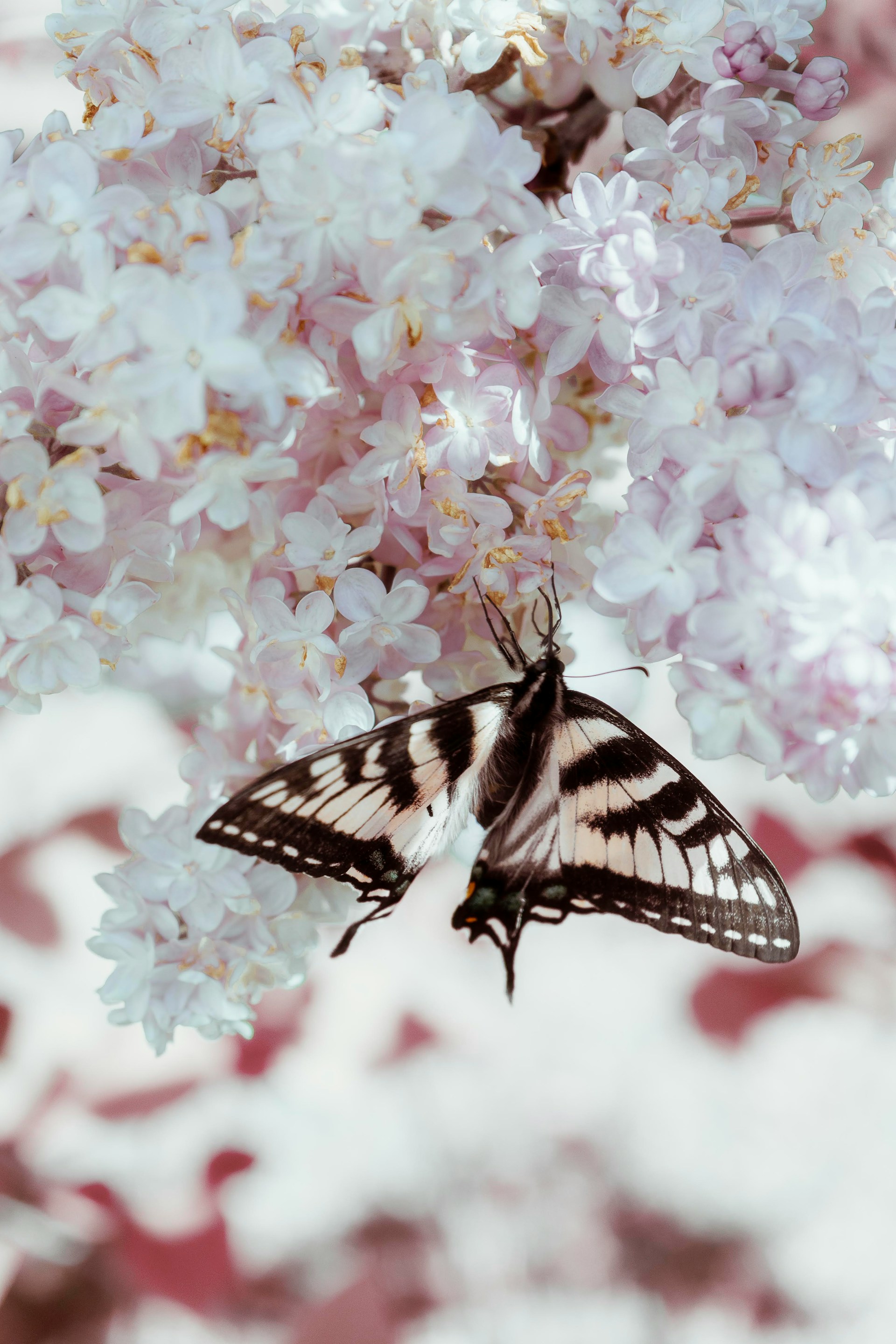 White Wallpaper With Butterflies Free Download 1920x2880