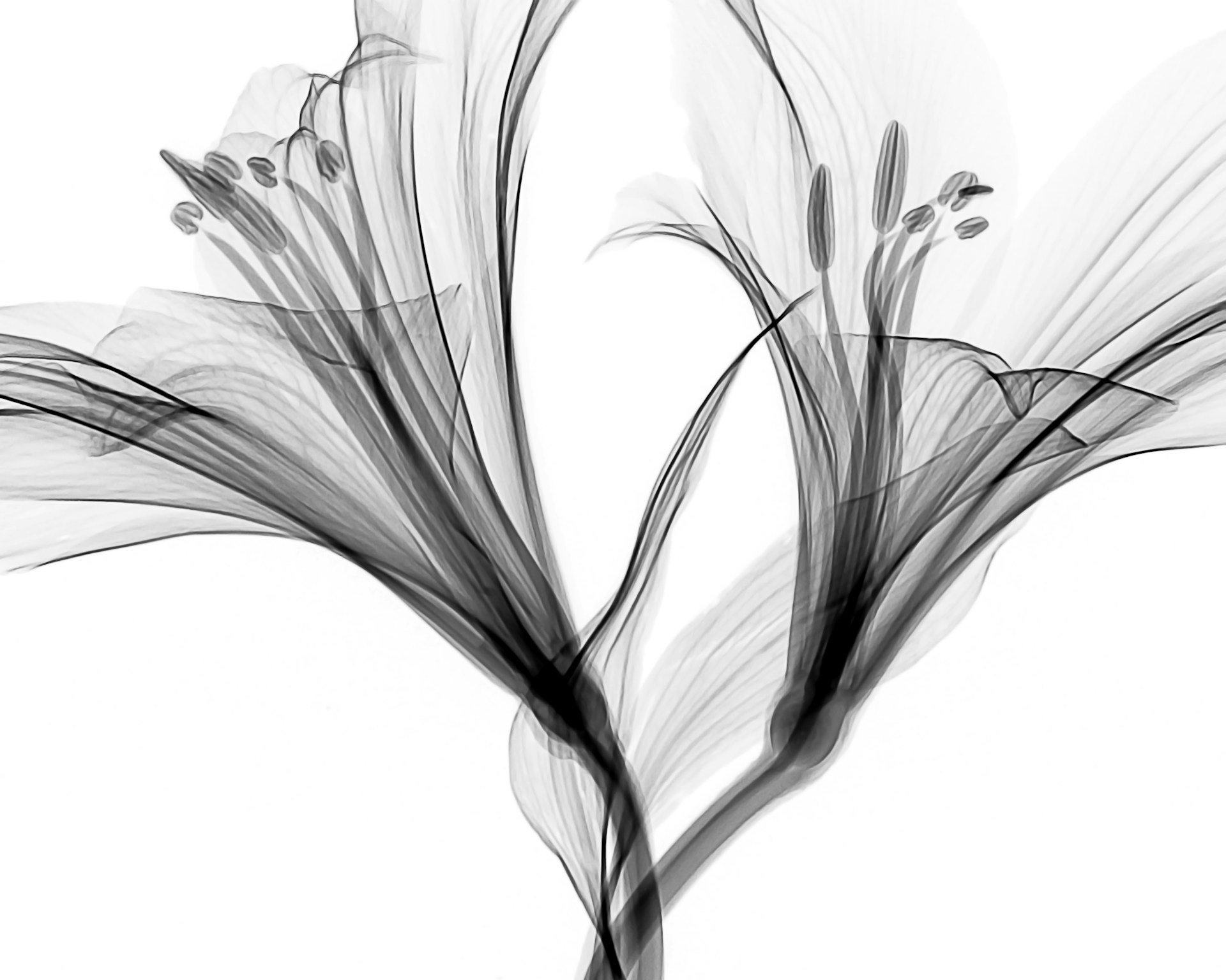 Abstract Floral Background Black and White 1920x1536
