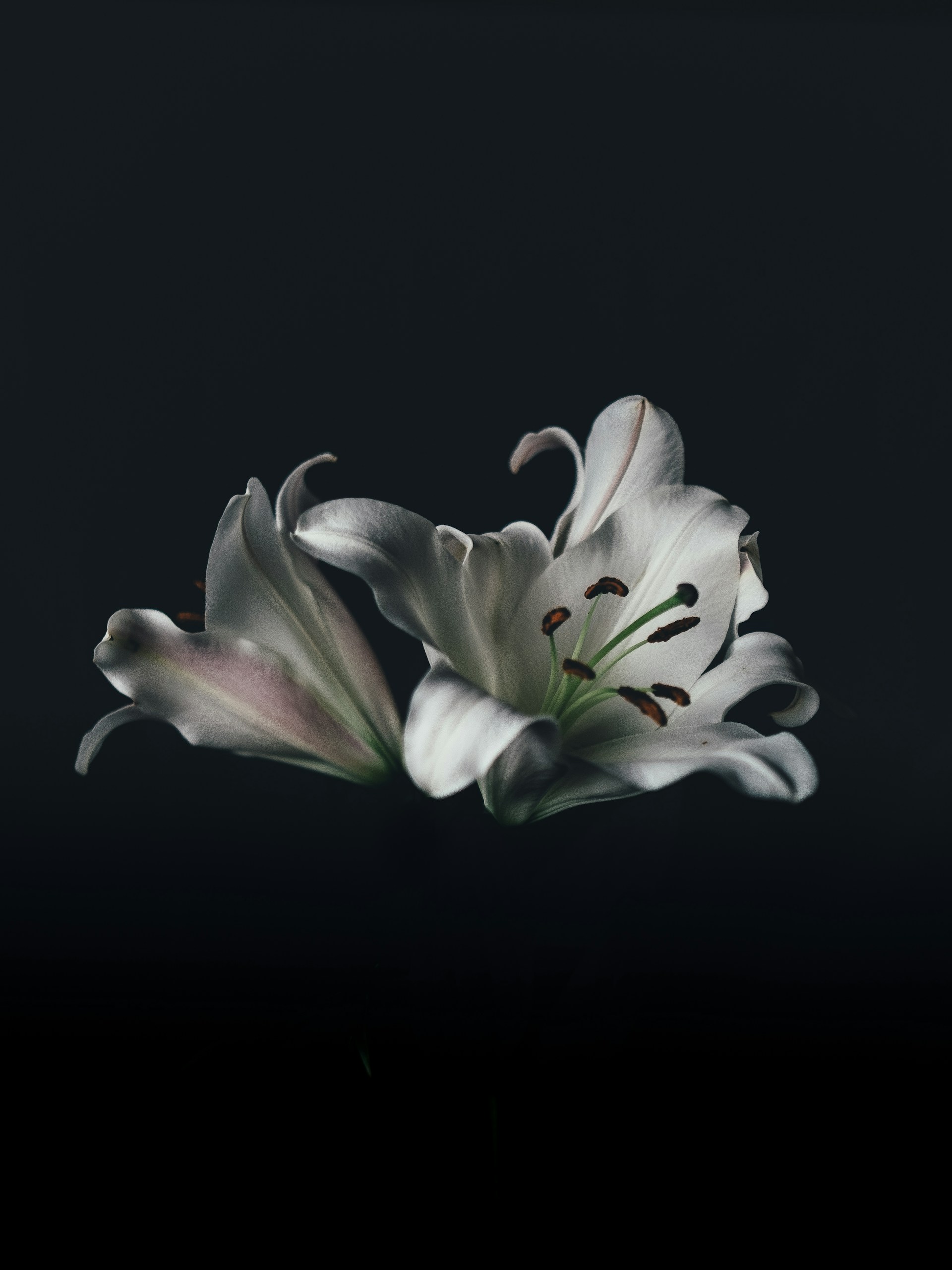 Abstract Floral Black Background 1920x2560