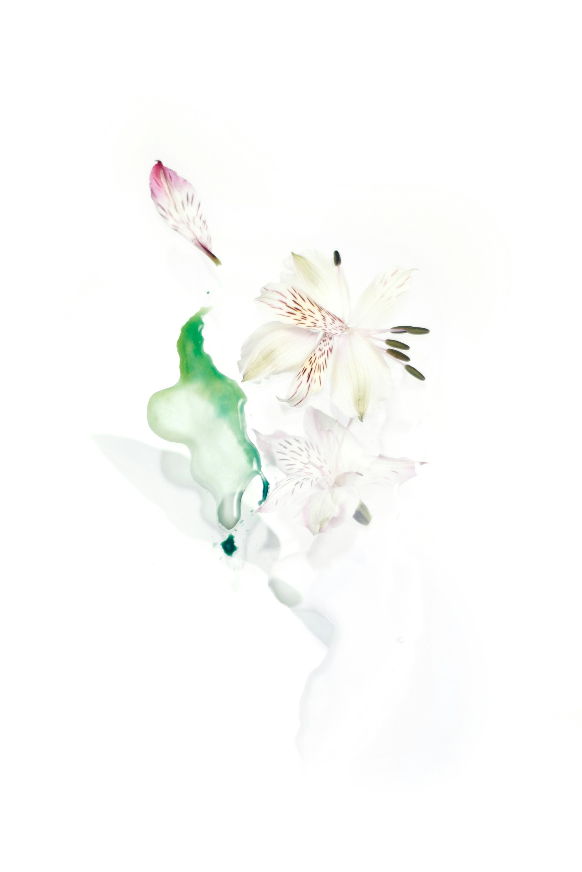 Abstract Floral White Background 1920x2876