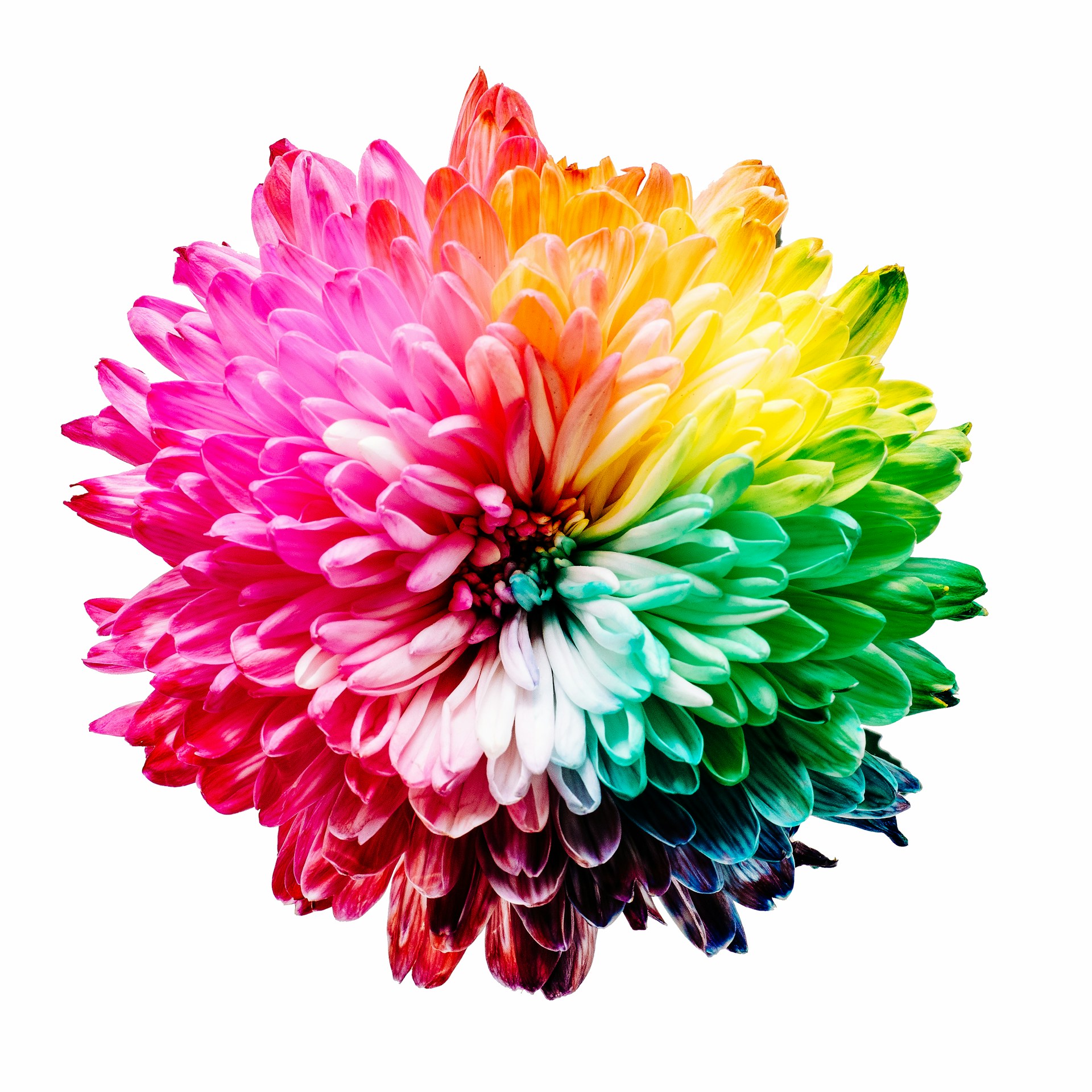 Abstract Flower Colorful Wallpaper 1920x1920