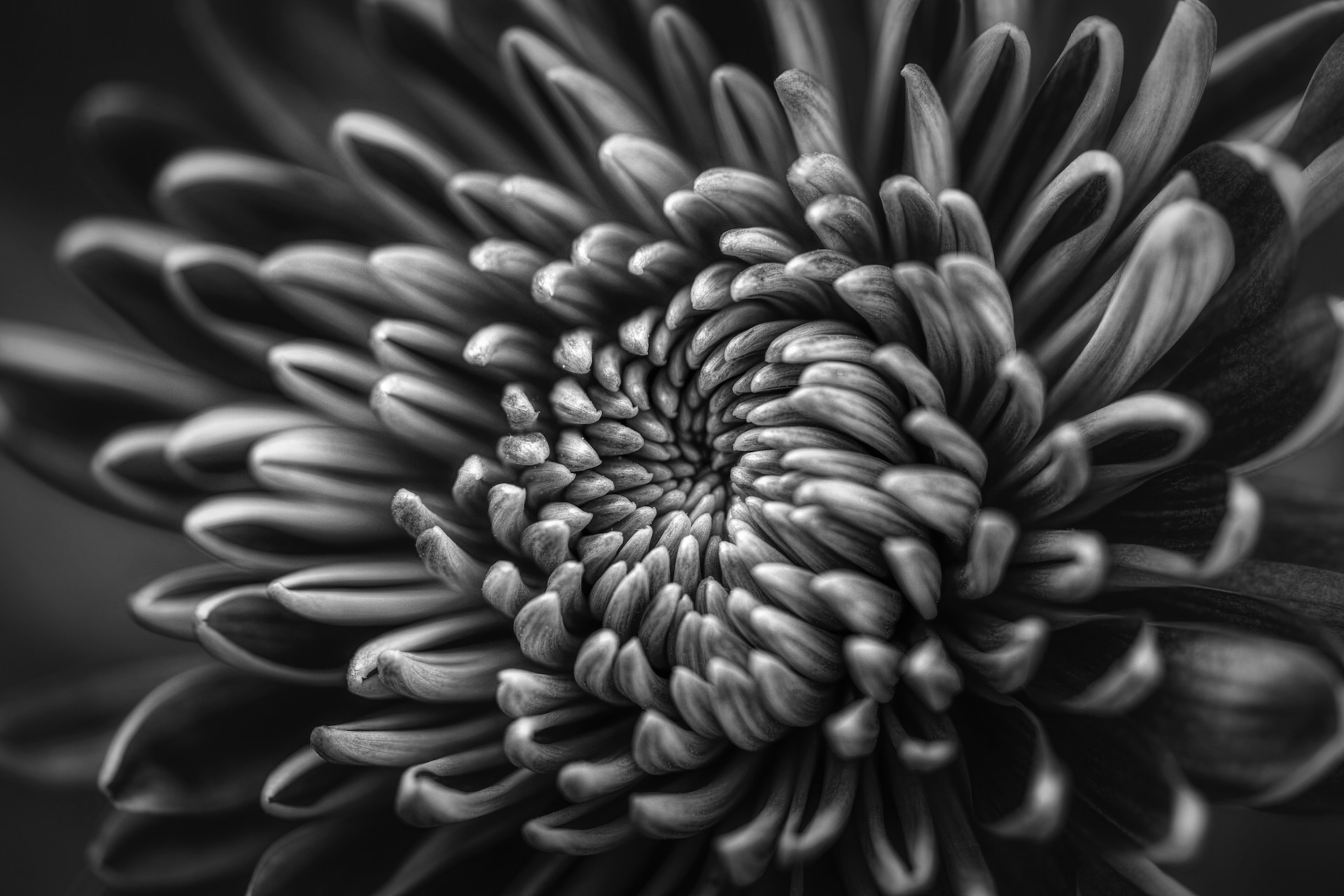 Abstract Flower Wallpaper Black 1920x1280