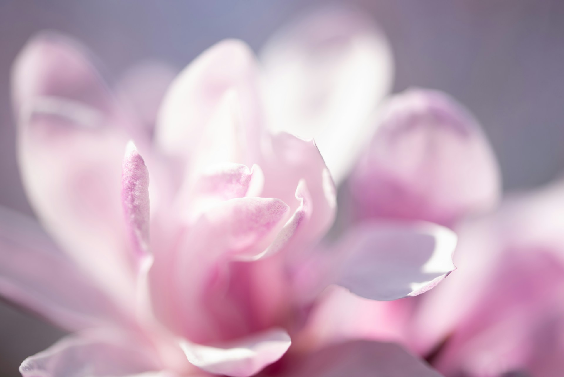 Abstract Pink Floral Wallpaper 1920x1282