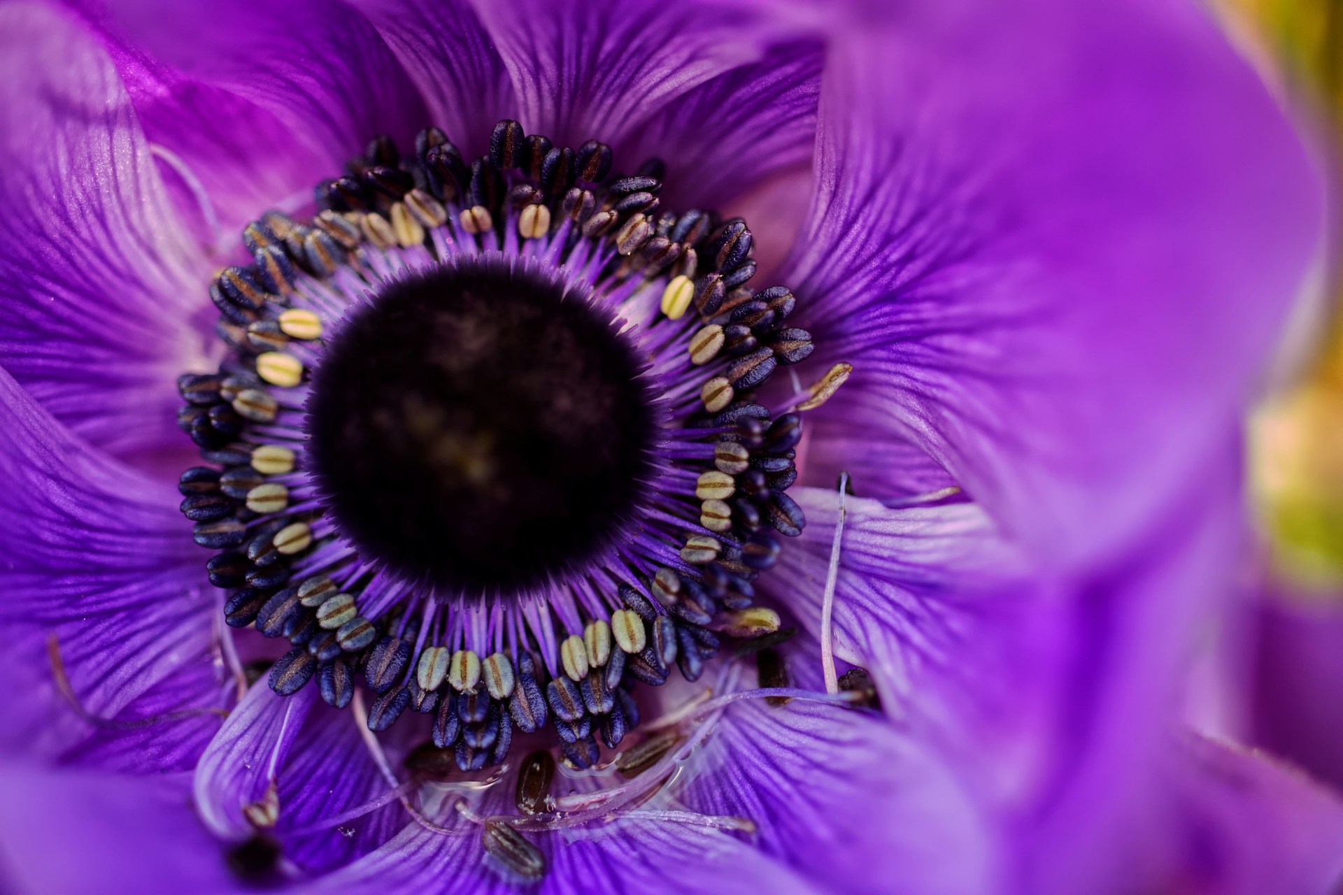 Purple Abstract Floral Wallpaper 1920x1280