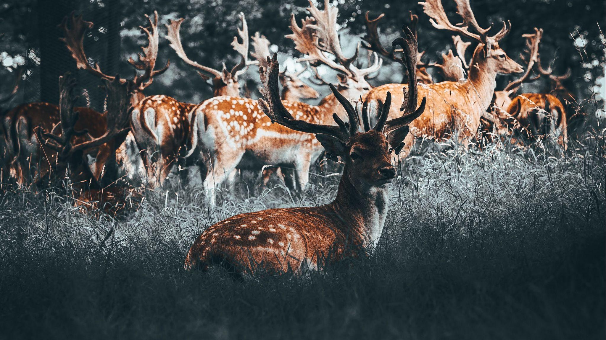 Deer Antlers HD Wallpaper 2048x1152