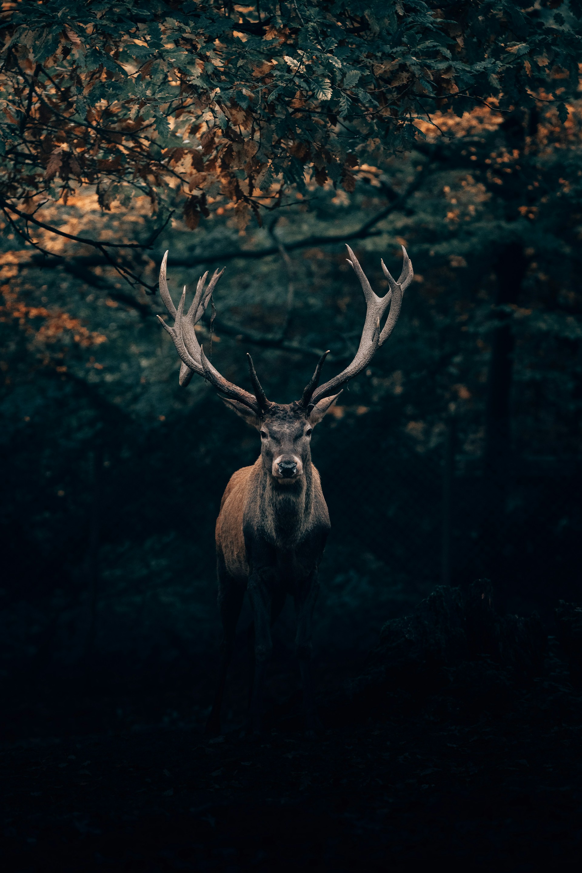 Deer Antlers iPhone Wallpaper 1920x2880