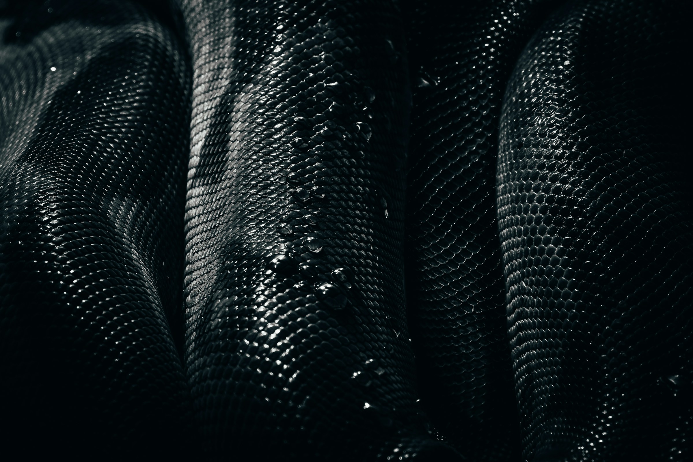 Black Snakeskin Wallpaper HD 2400x1601