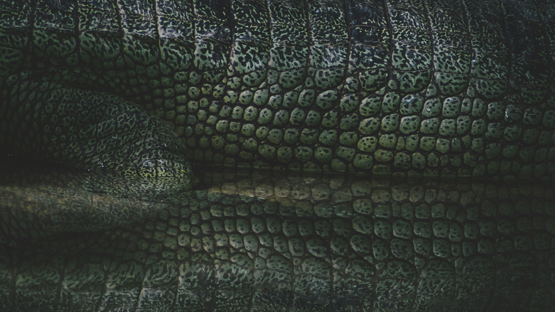 Green Snakeskin Wallpaper 1920x1080