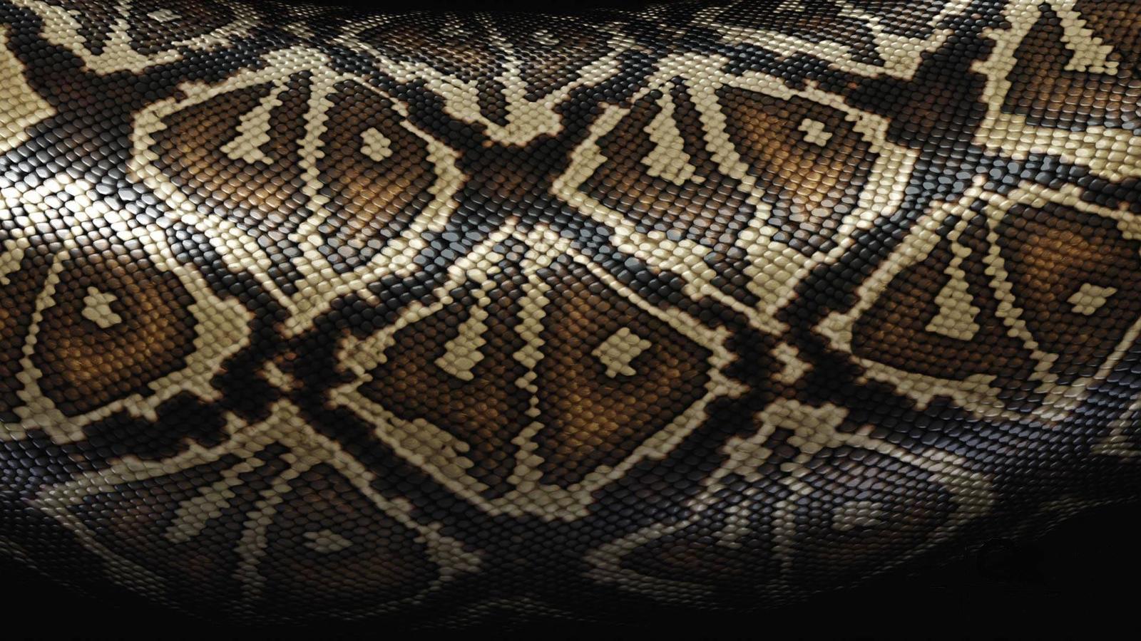 Snake Skin White Wallpaper 1600x900