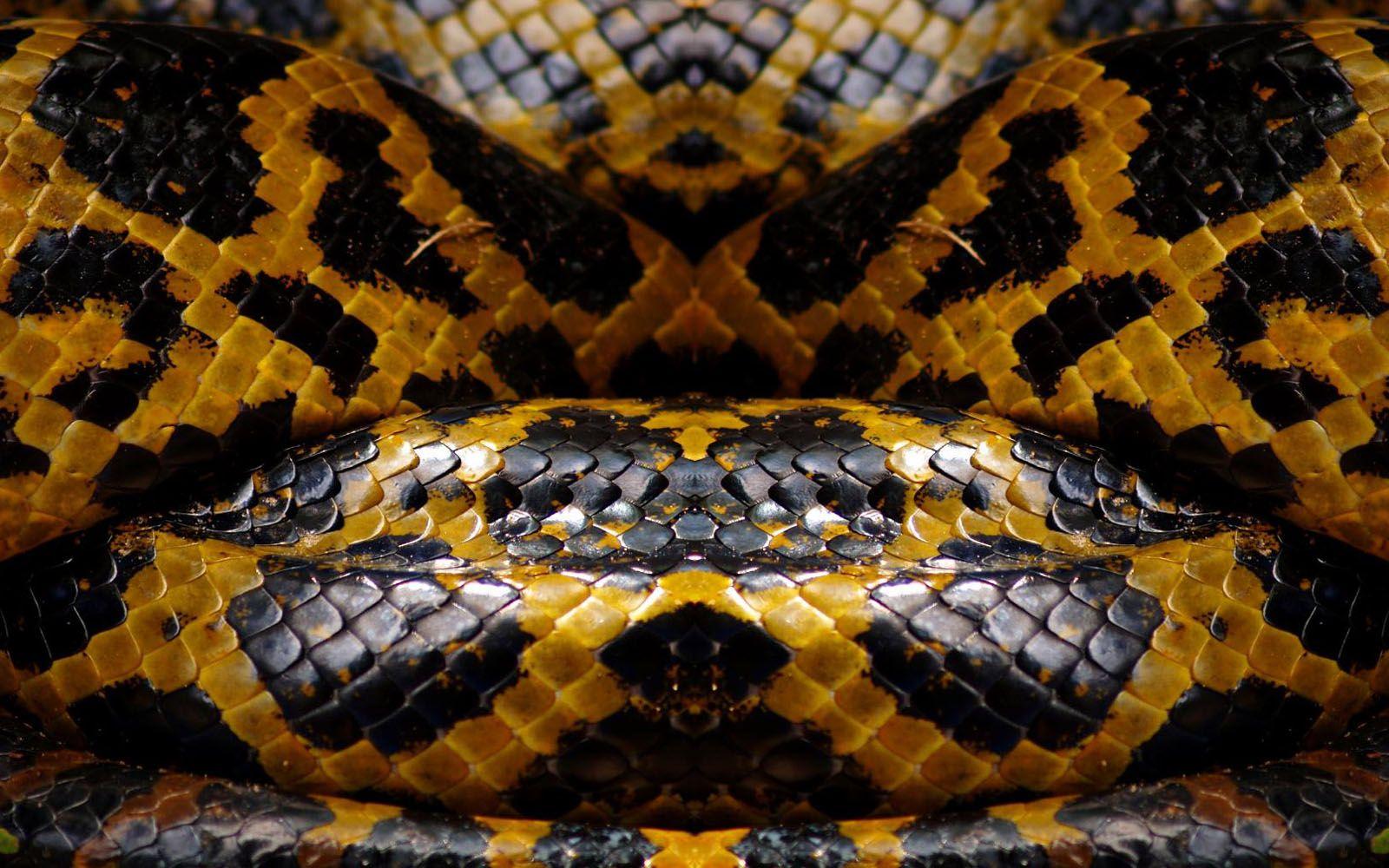 Yellow and Black Snakeskin Wallpaper 1600x1000