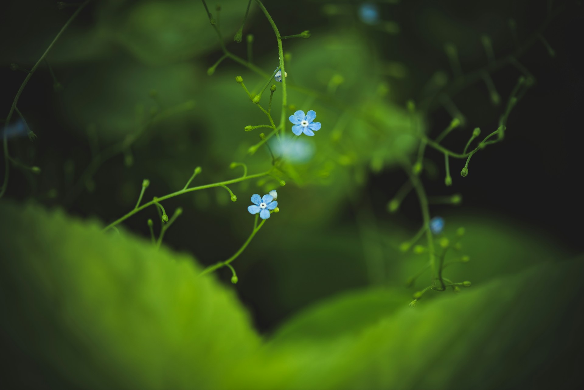 Blue and Green Floral Wallpaper 1920x1282