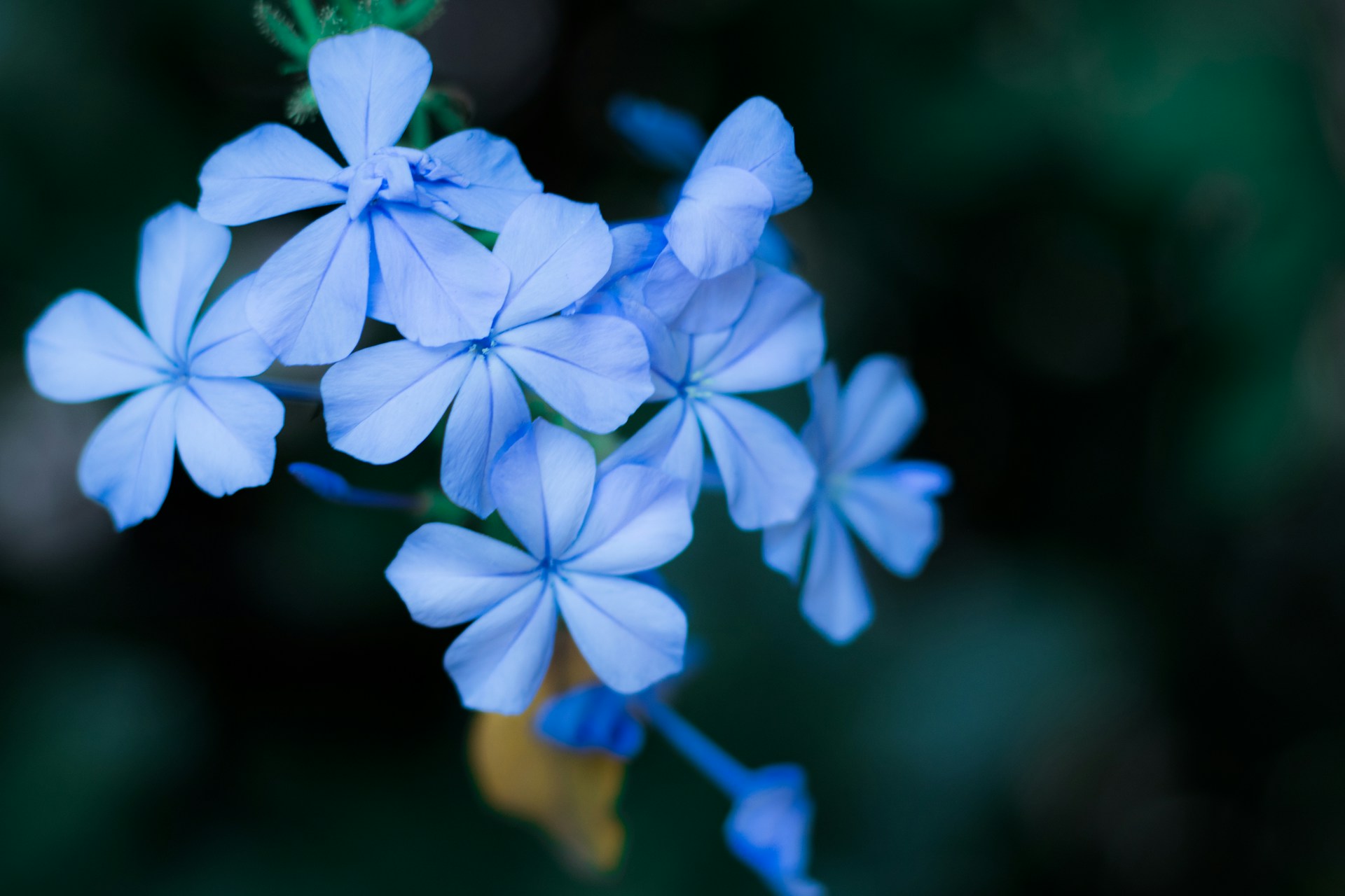Free Blue and Green Floral Wallpaper Full HD 1920x1280