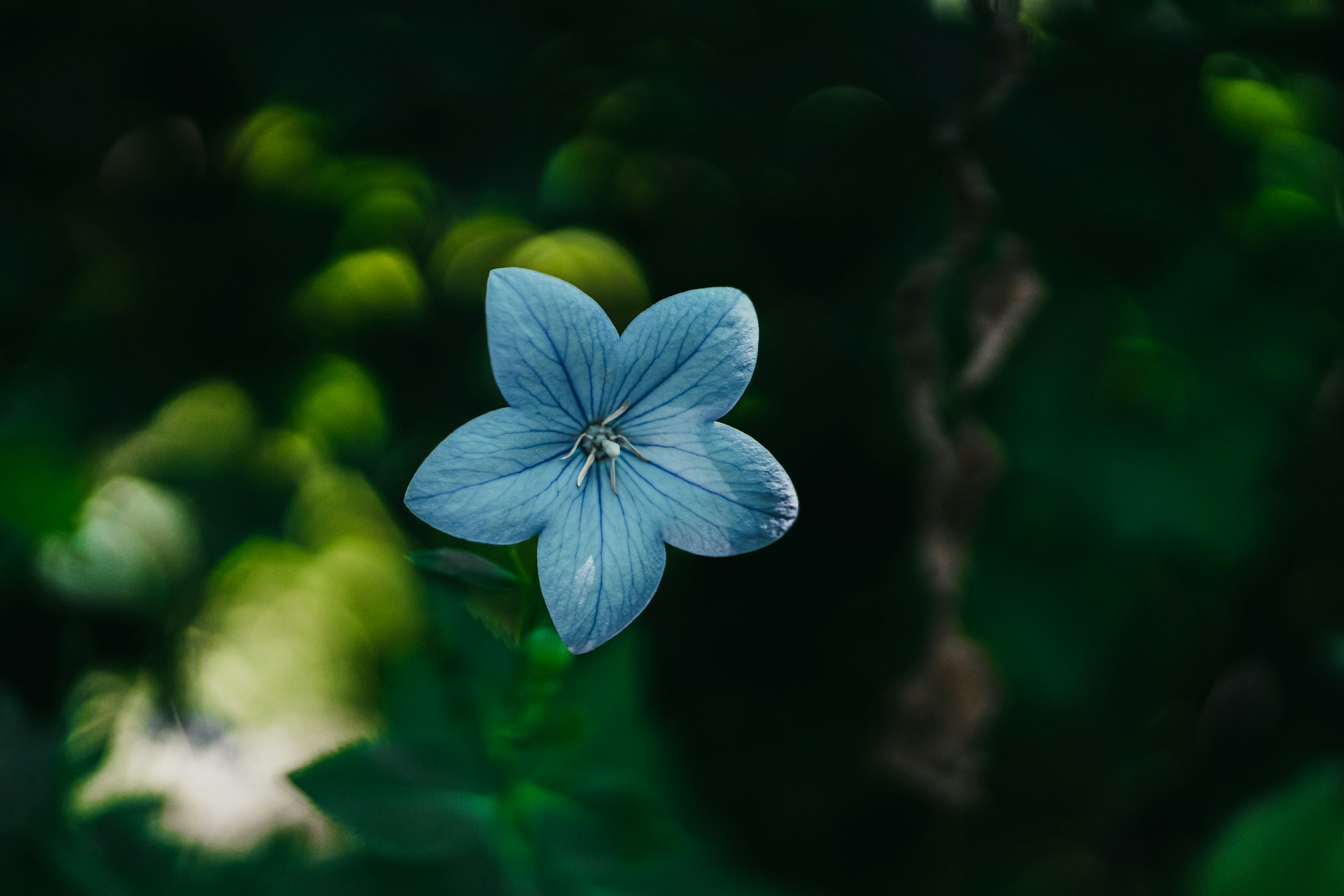 Green and Blue Floral Wallpaper 1920x1280