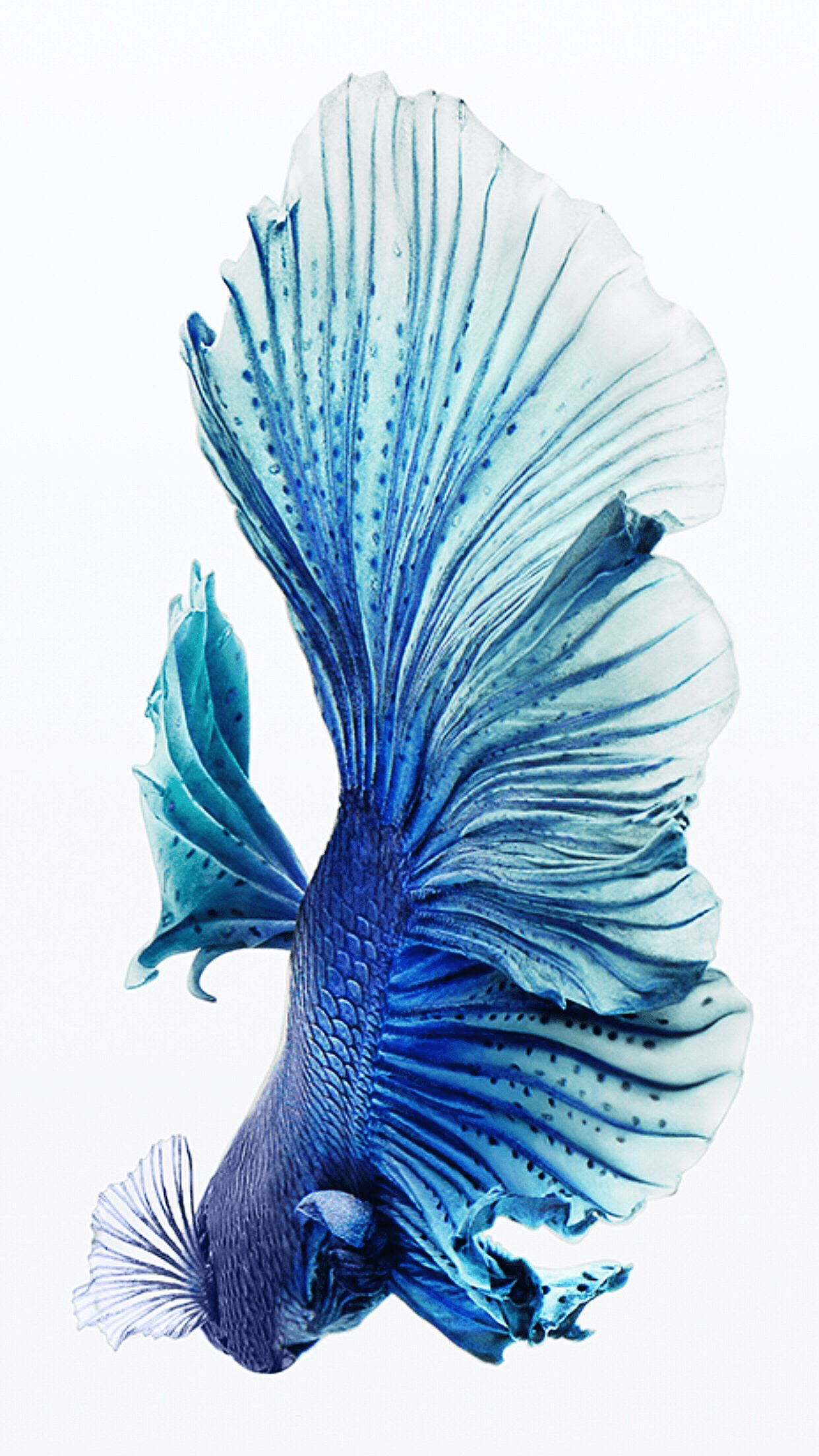 6s Blue Fish Wallpaper 1242x2208
