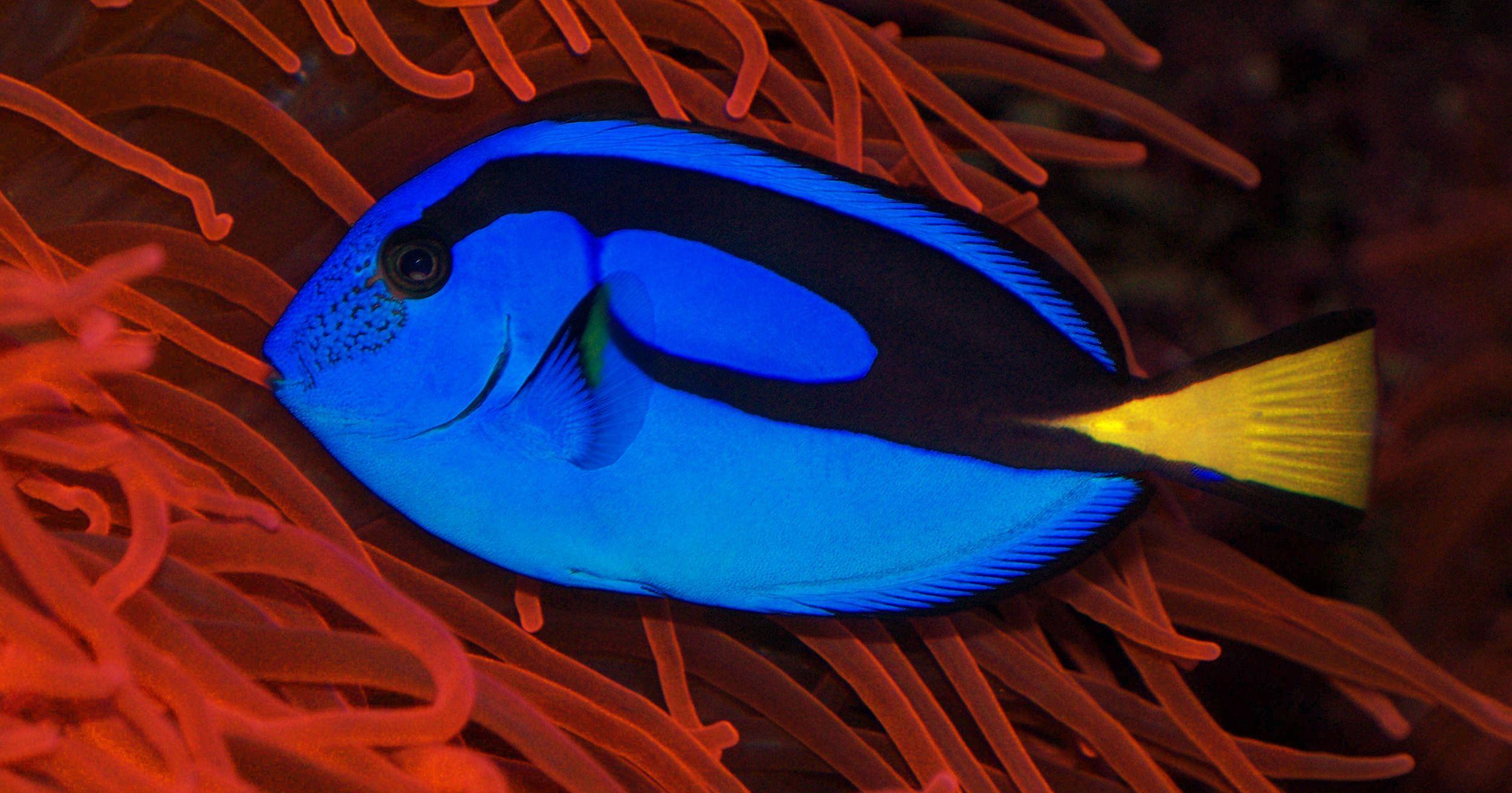 Blue and Gold Fish Wallpaper 2500x1312