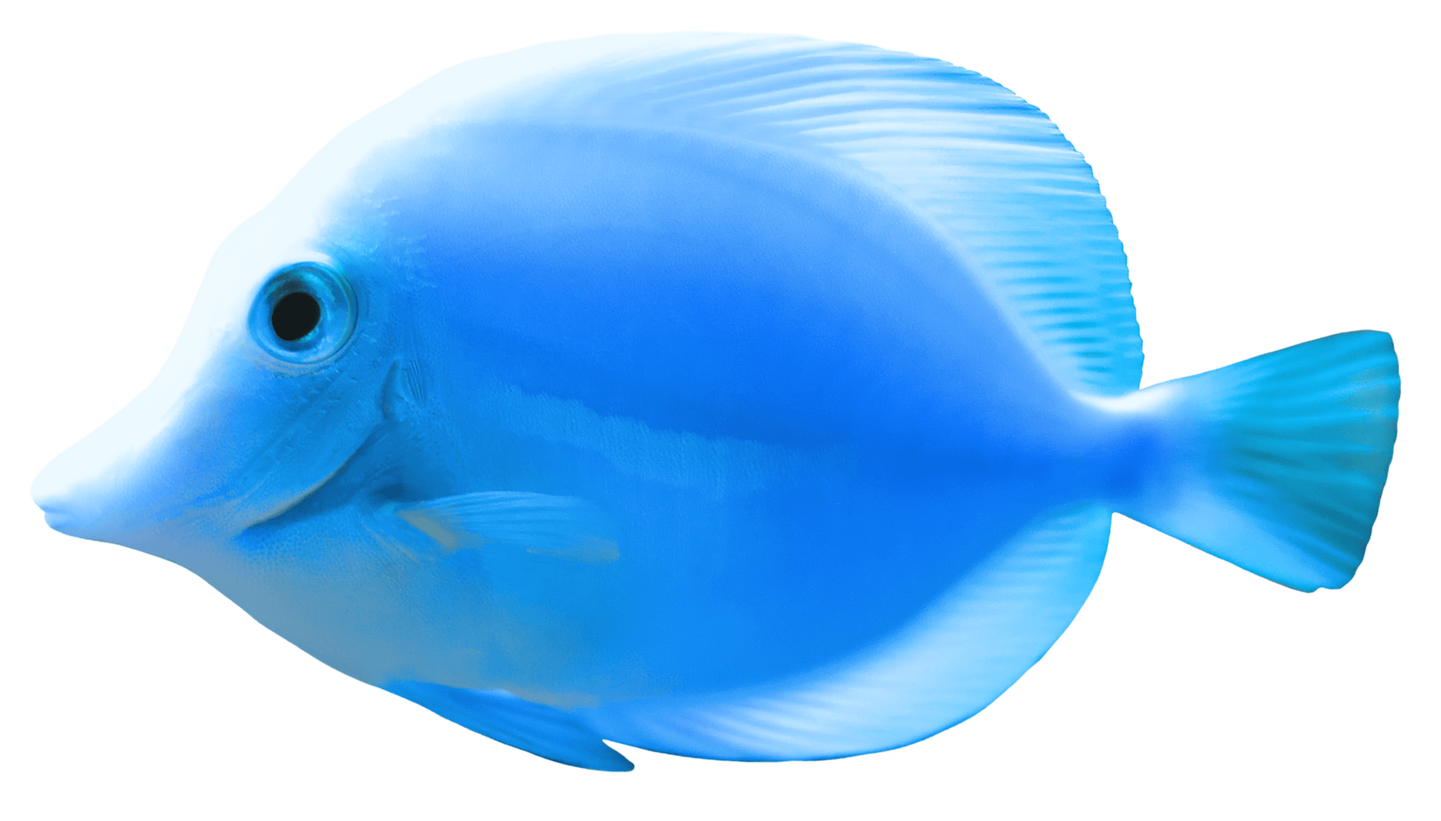 Blue and White Fish Wallpaper 2868x1634