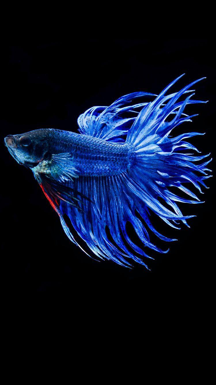 Blue Betta Fish iPhone Wallpaper 750x1334