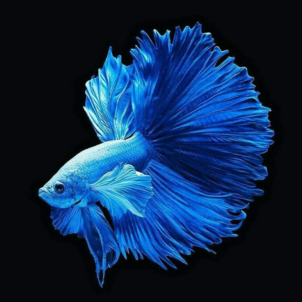 Blue Fighter Fish Wallpaper 1059x1059