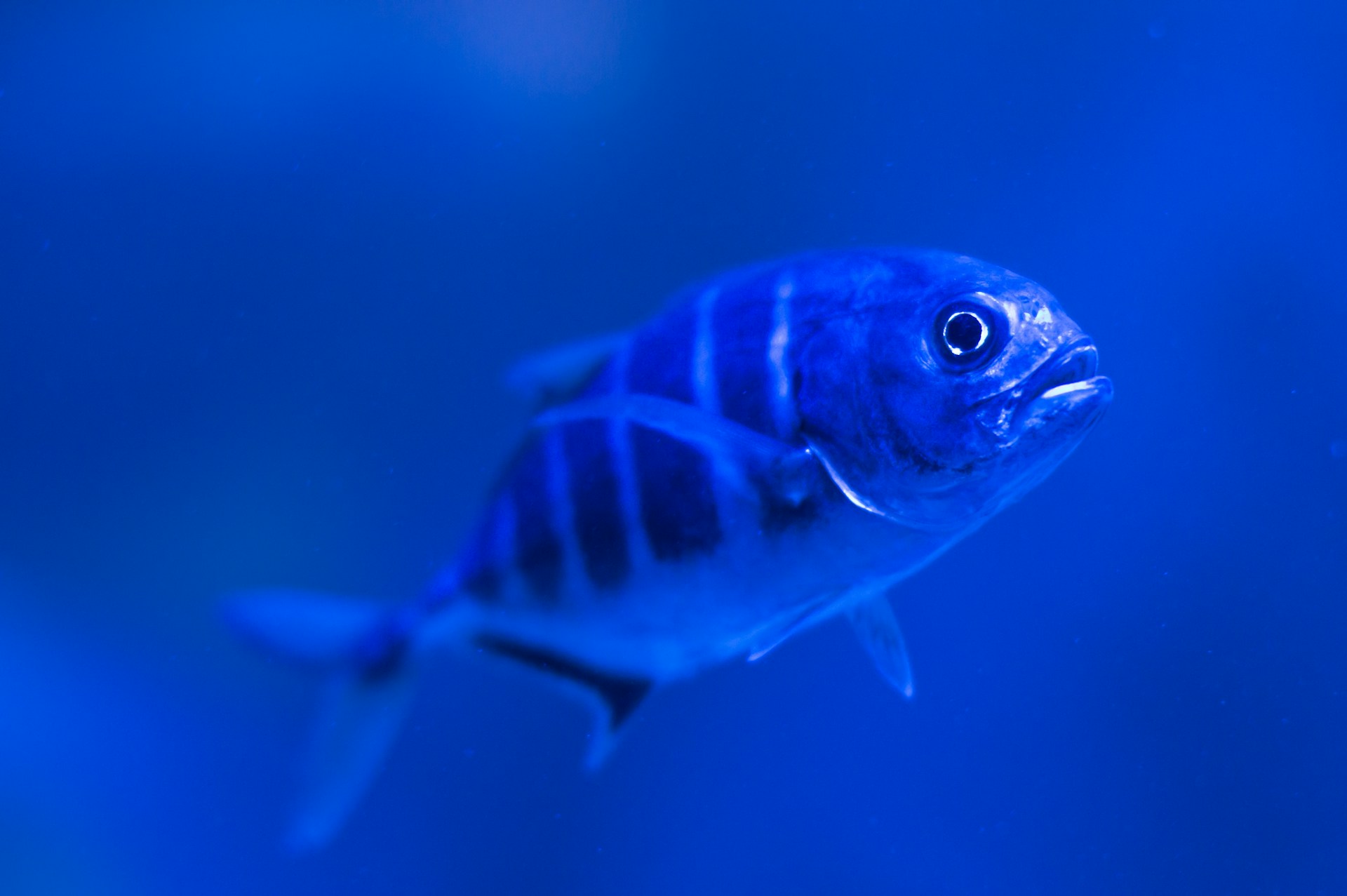 Blue Fish Background Image 1920x1277