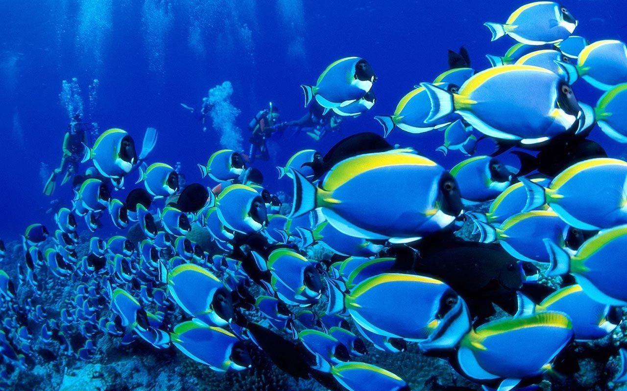 Blue Fishes Wallpaper 1280x800