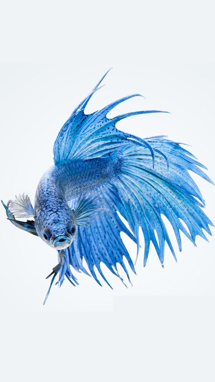iPhone 6s Blue Fish Live Wallpaper 750x1334