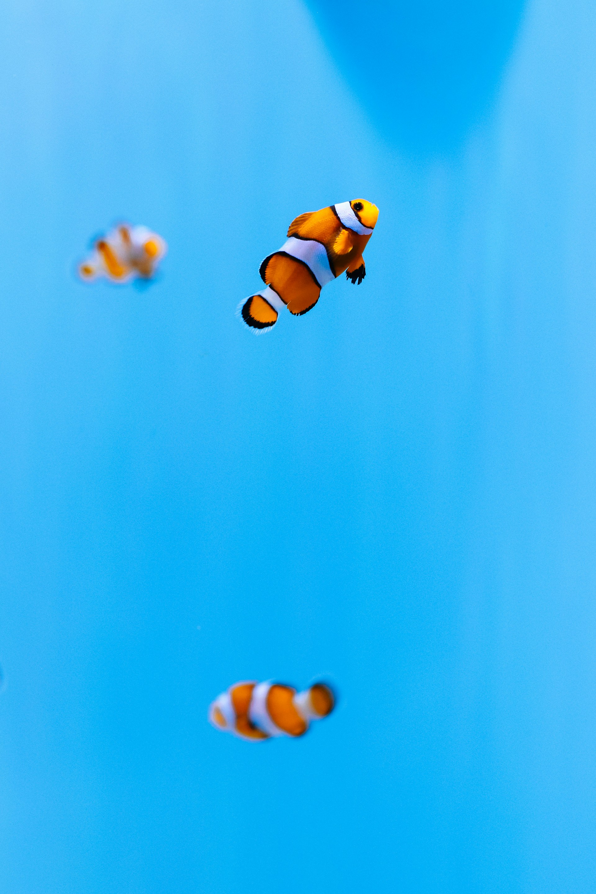iPhone 6s Wallpaper Fish Blue 1920x2880