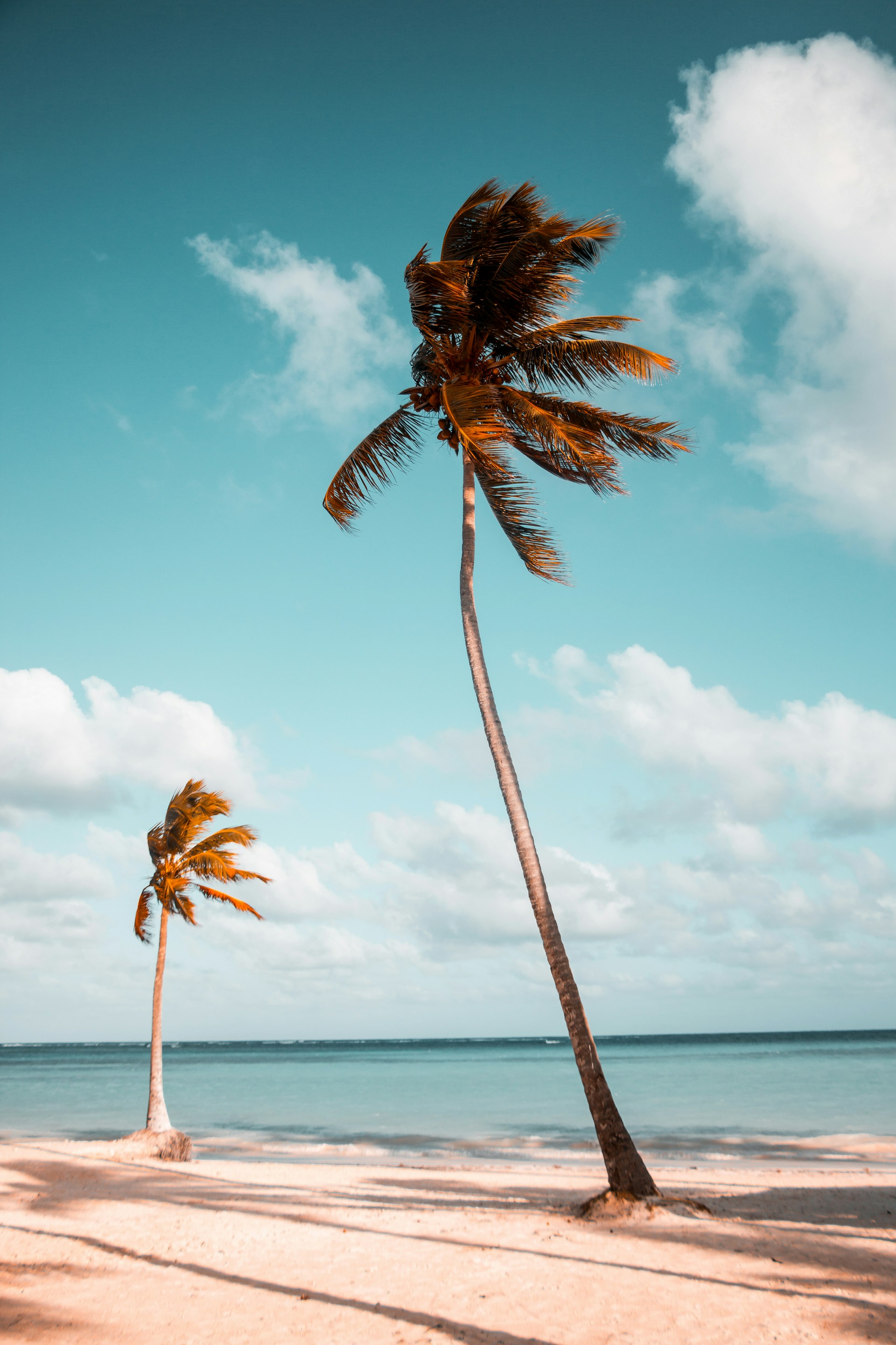 Blue and White Palm Tree Wallpaper 1920x2880