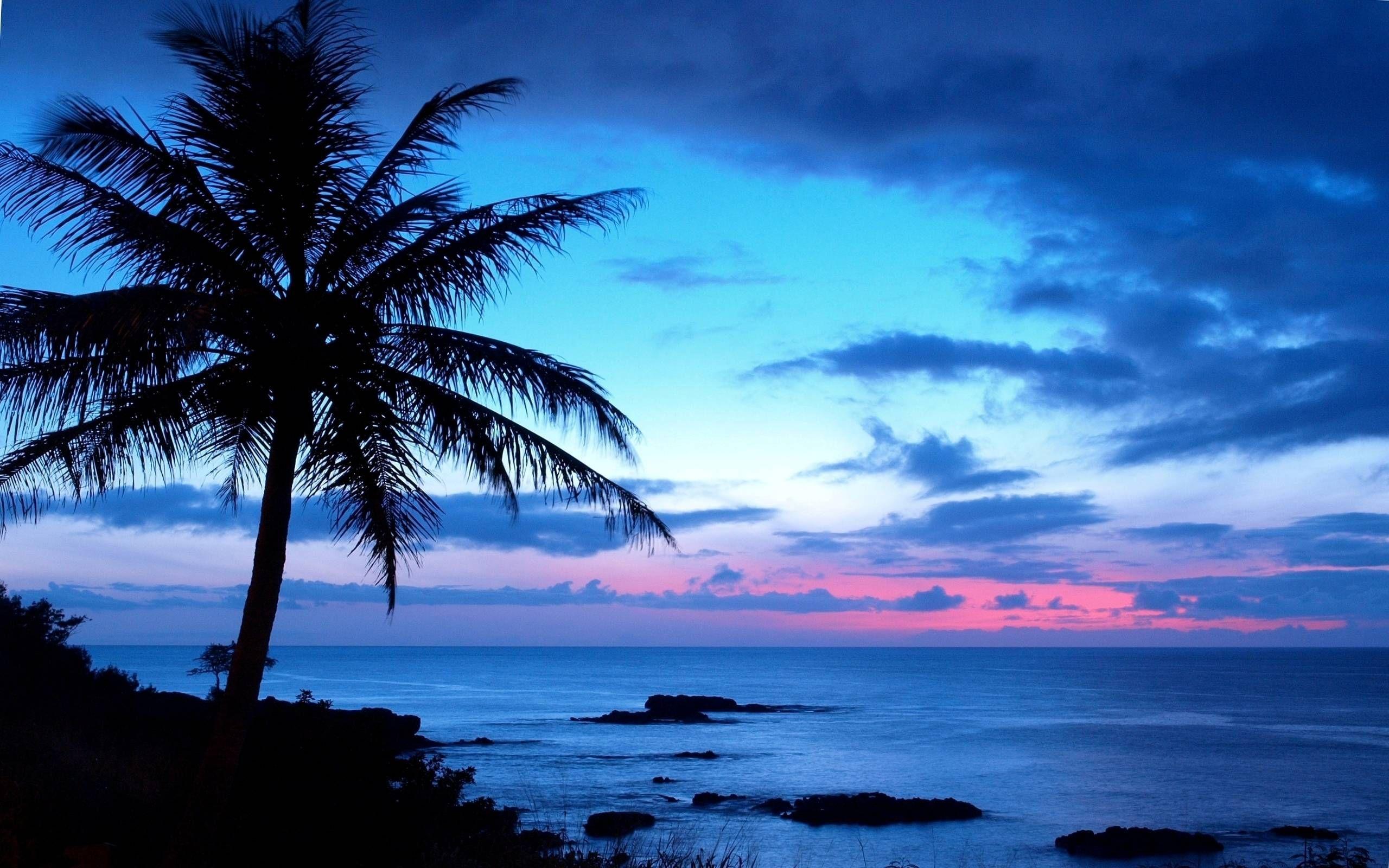 Blue Palm Tree Background Image 2560x1600