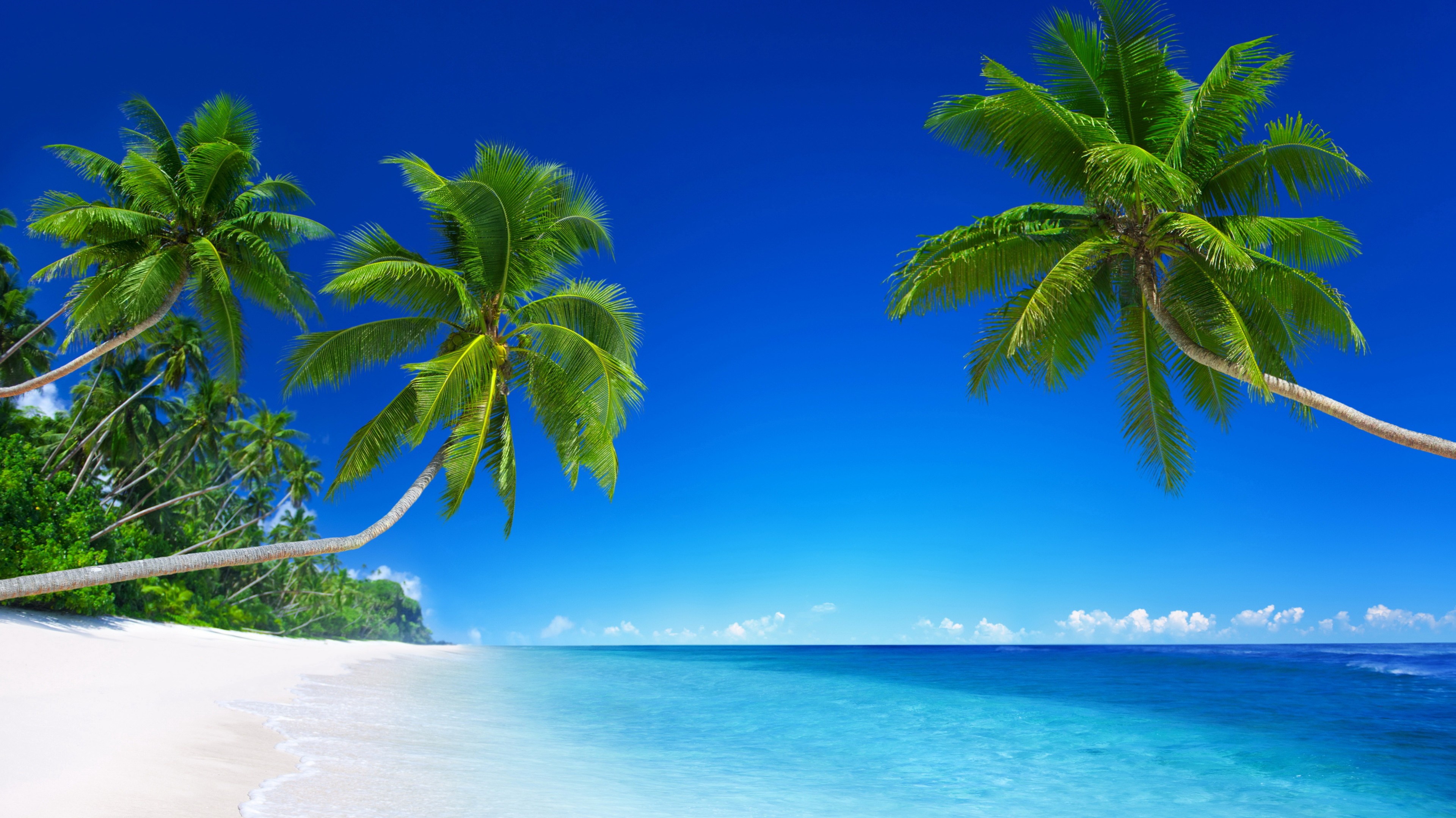 Blue Palm Tree PC Background 4k Free 3840x2160