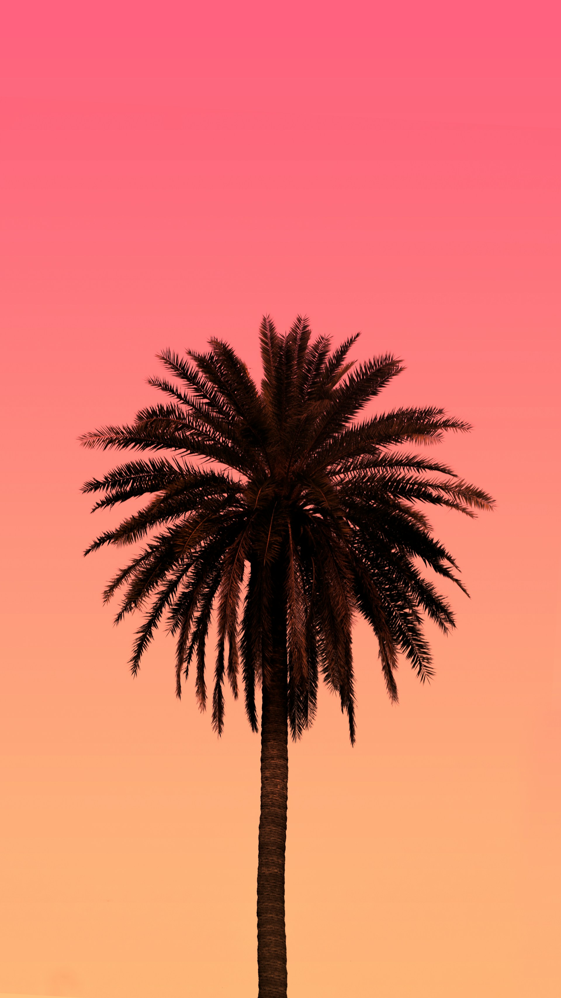 Free Blue Palm Tree Wallpaper iPhone 1920x3413