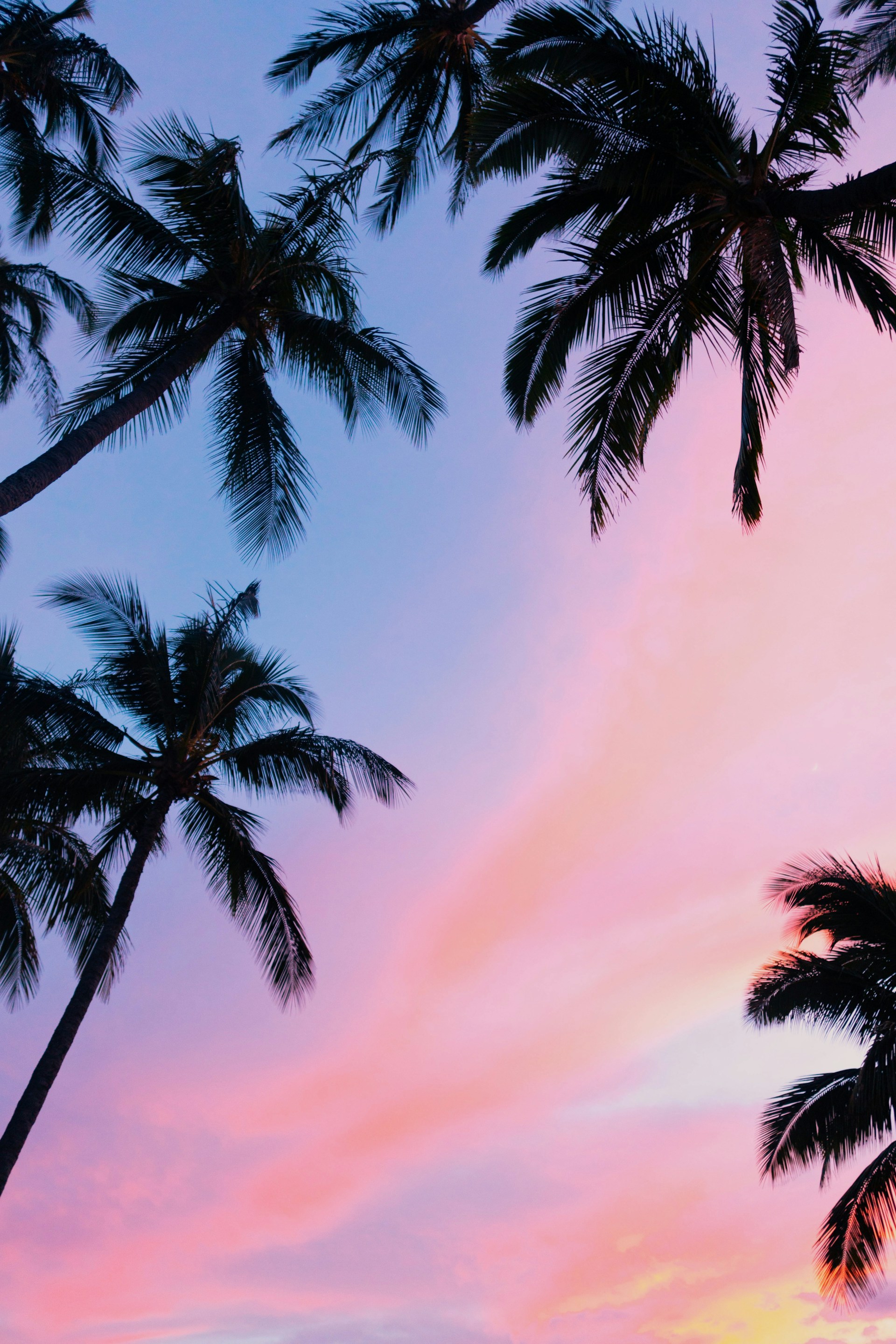 Pink and Blue Palm Tree Wallpaper 1920x2880