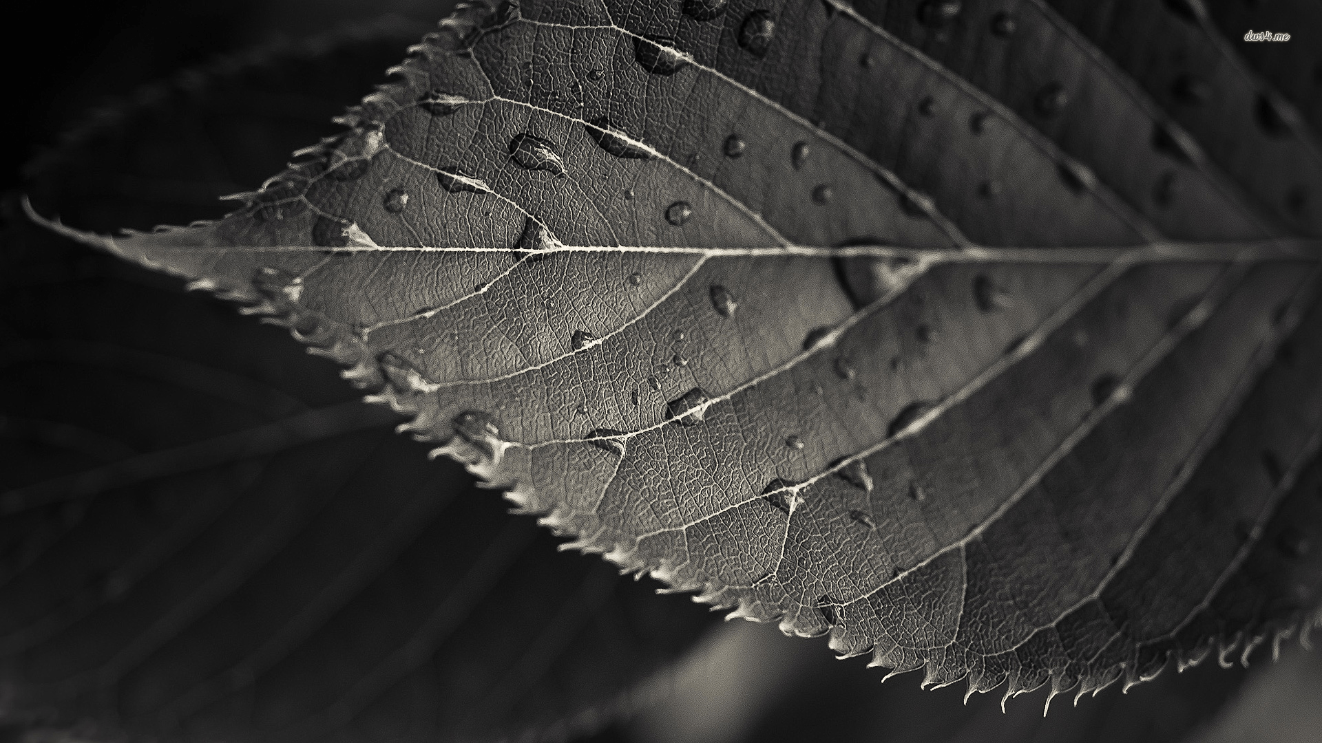 Black and white leaf background 1920x1080