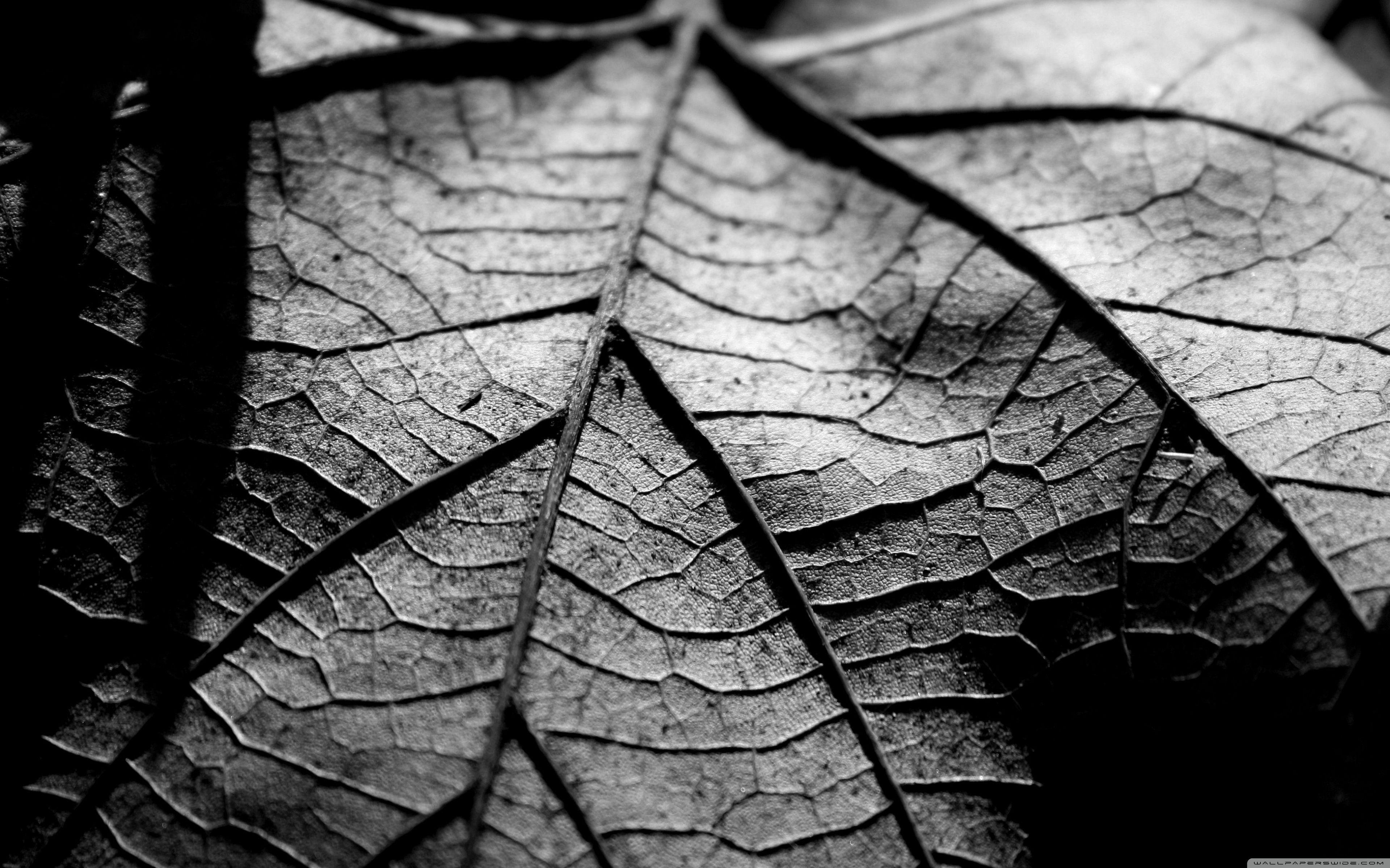 Black and white leaf print wallpaper 3840x2400