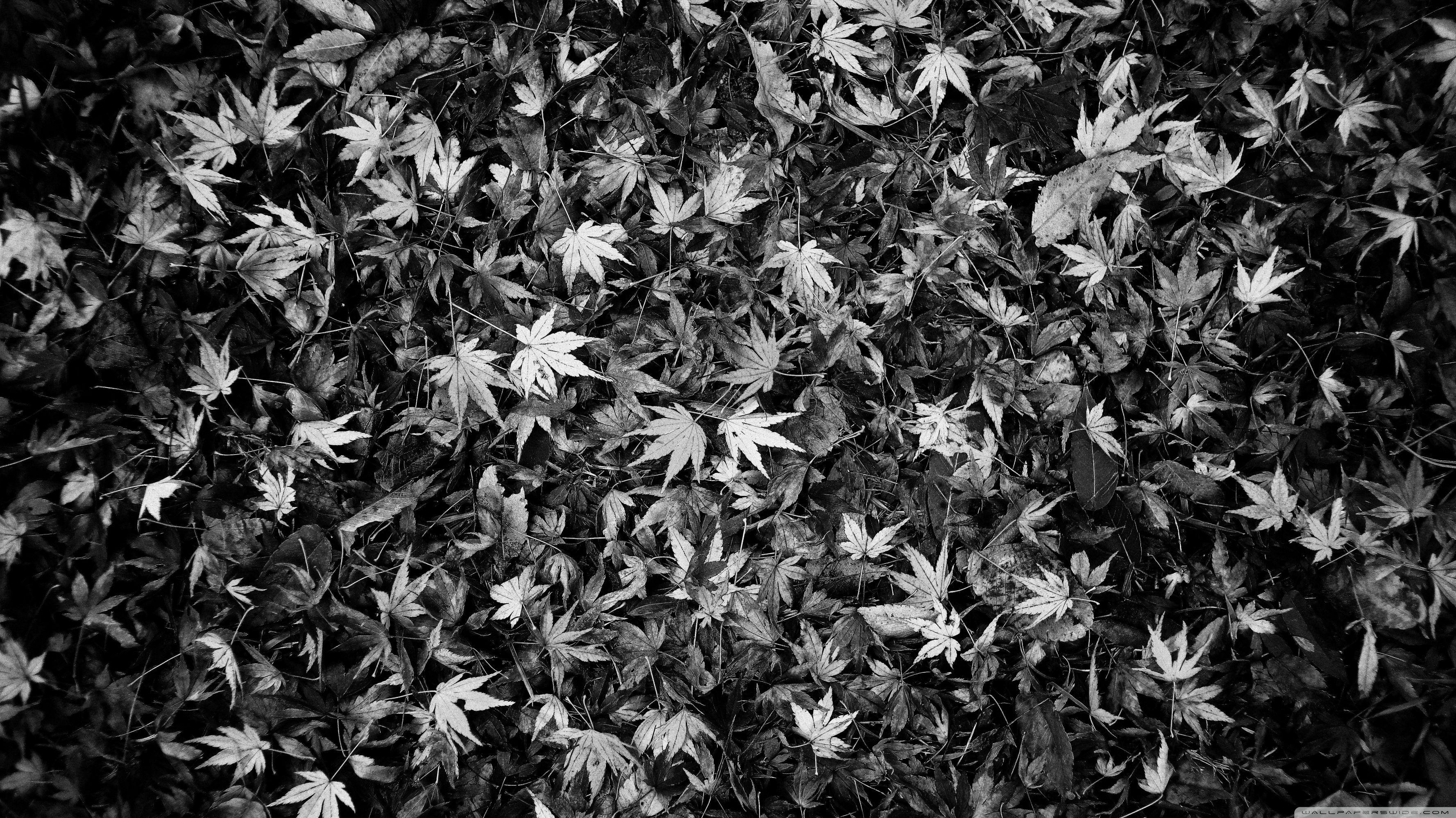 Black and white leaves wall art 3554x1999