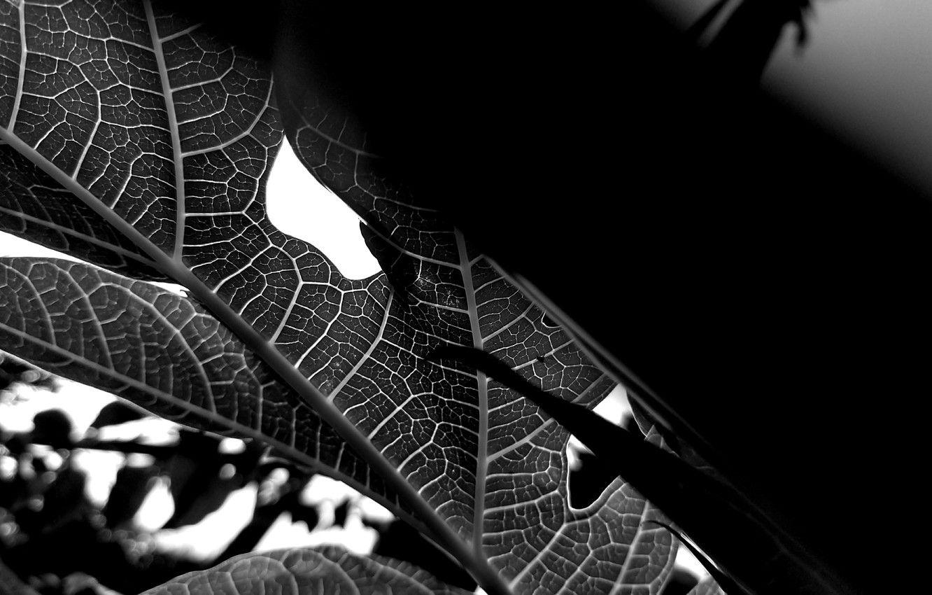 Black and white palm leaves wallpaper 1332x850