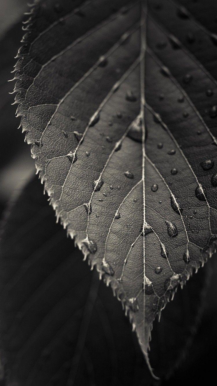 Black white leaf wallpaper iPhone mobile 750x1334