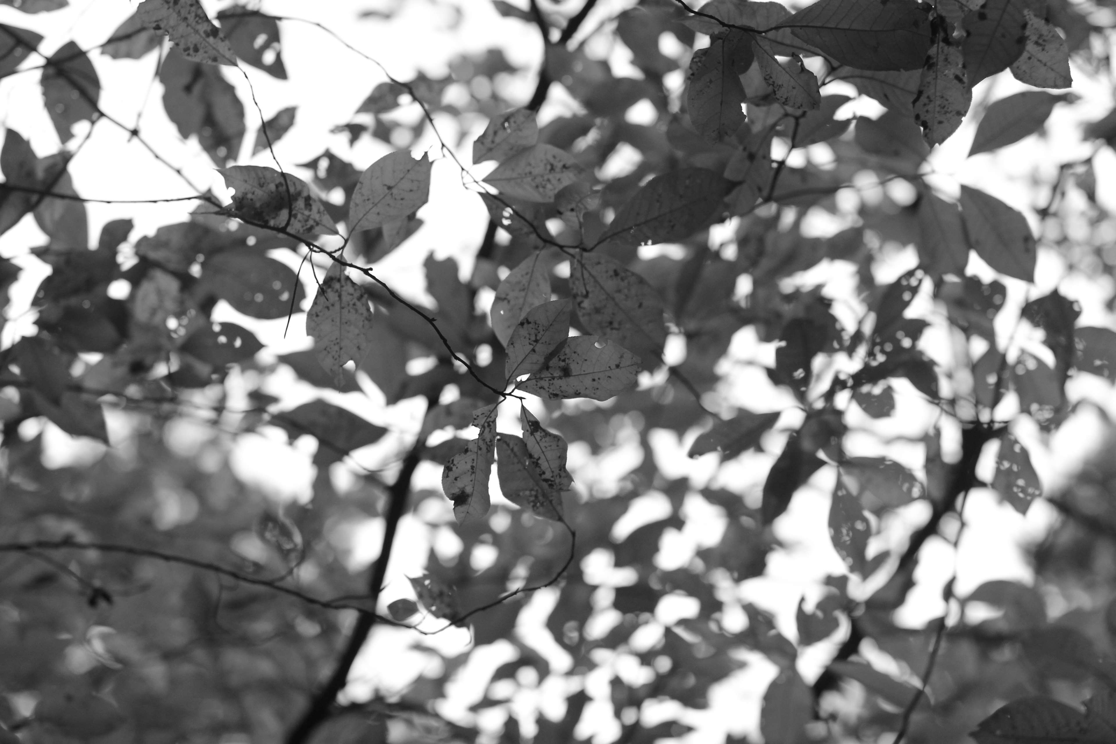 Leaf black and white clipart full HD 3840x2560