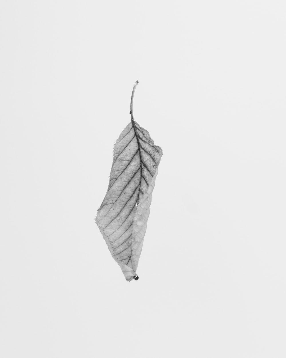 Leaf black and white drawing 1000x1250