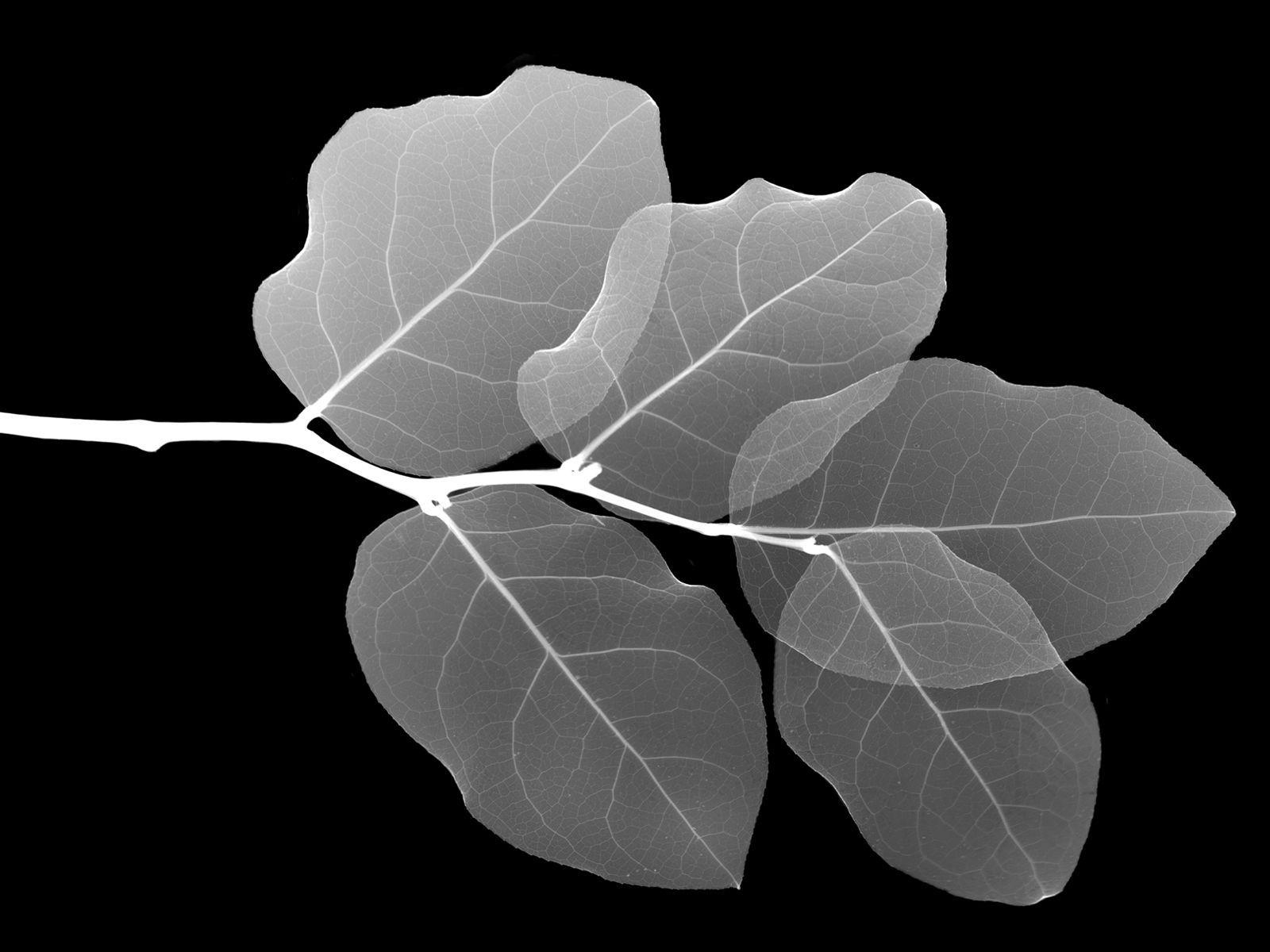 Leaf black and white free download 1600x1200